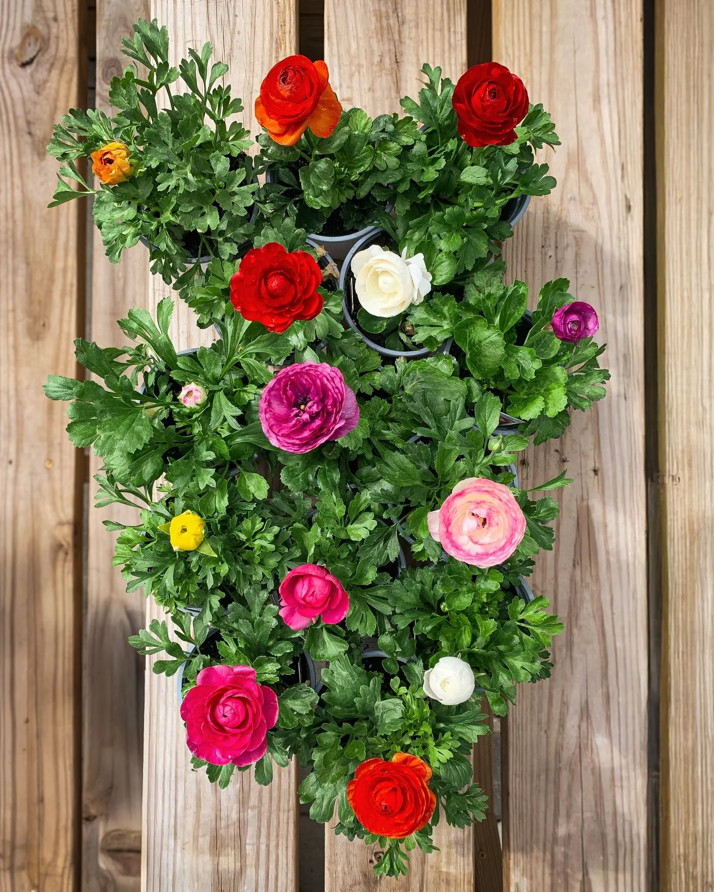 Although our Indiana weather isn&rsquo;t fully cooperating yet, it&rsquo;s starting to look more and more like spring in the annual house! We just got our first shipment of ravishing ranunculus, and our pansies are well-stocked and stunning!

Pansies