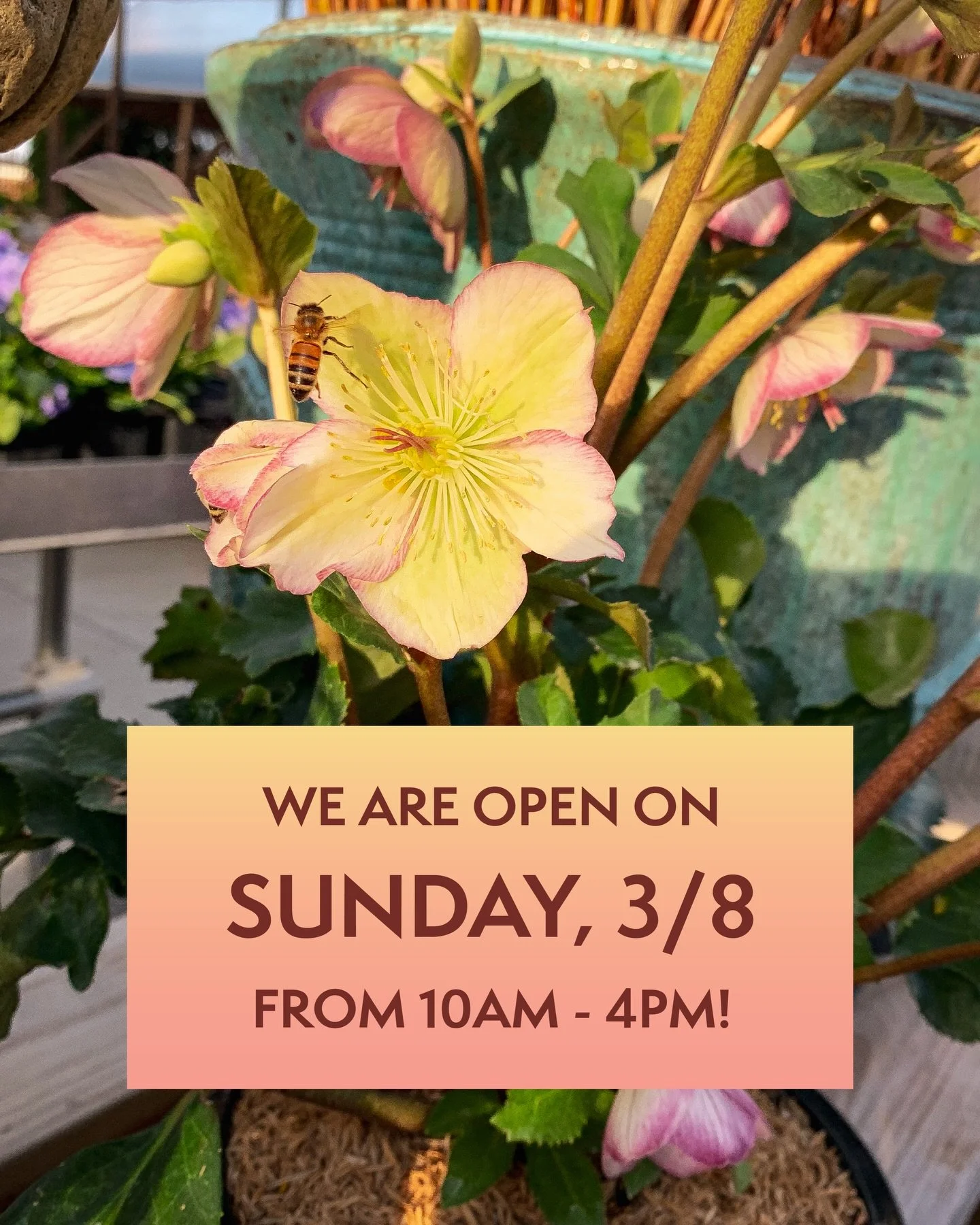 Big news! We&rsquo;re bringing back Sunday business hours, and we are OPEN tomorrow, March 8th, from 10 AM - 4 PM! We&rsquo;ve missed our Sunday regulars and hope to see you soon!

P.S. We will be updating our hours to better suit your spring needs o