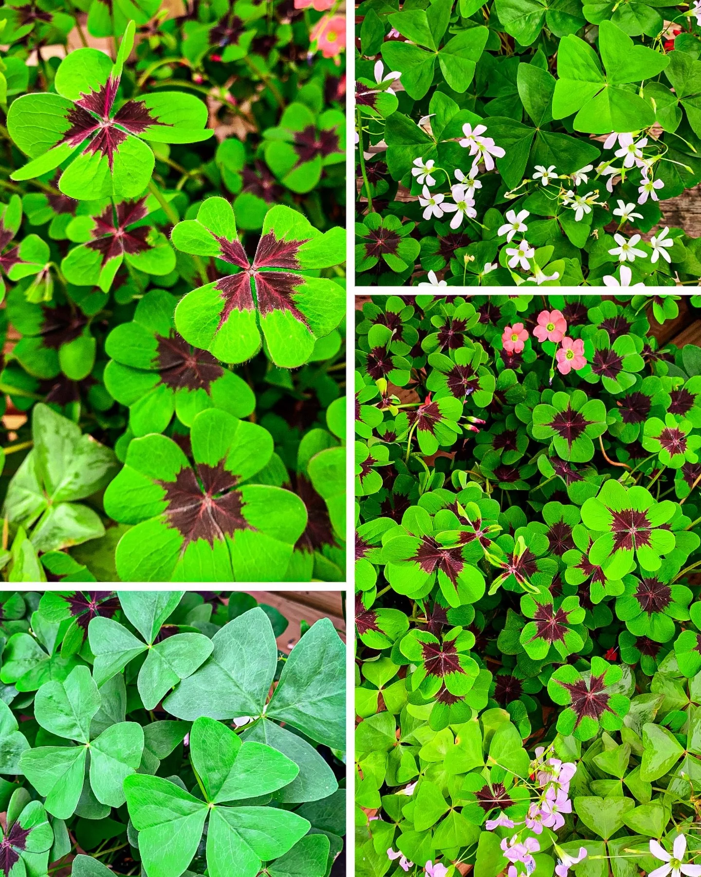 &ldquo;For each petal on the shamrock, this brings a wish your way: Good health, good luck, and happiness for today and every day.&rdquo; &ndash; Irish Blessing ☘️

Happy St. Patrick&rsquo;s Day to our lovely customers, employees, followers, family, 