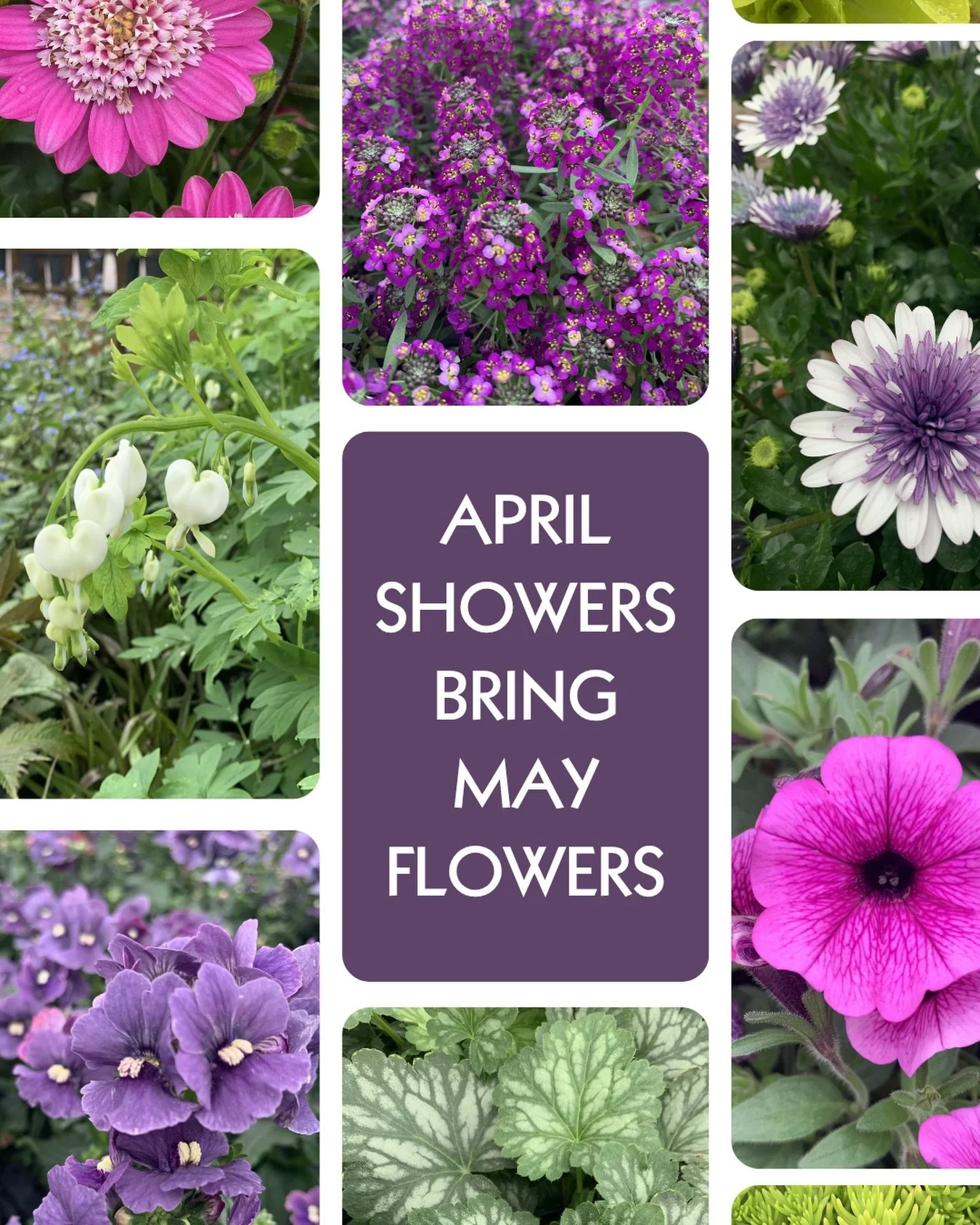 April showers bring May flowers&hellip;but you don&rsquo;t have to wait until May to find some beautiful blooms and textures! Come kick off the new month and enjoy this rainy day at Rosie&rsquo;s! ☔️