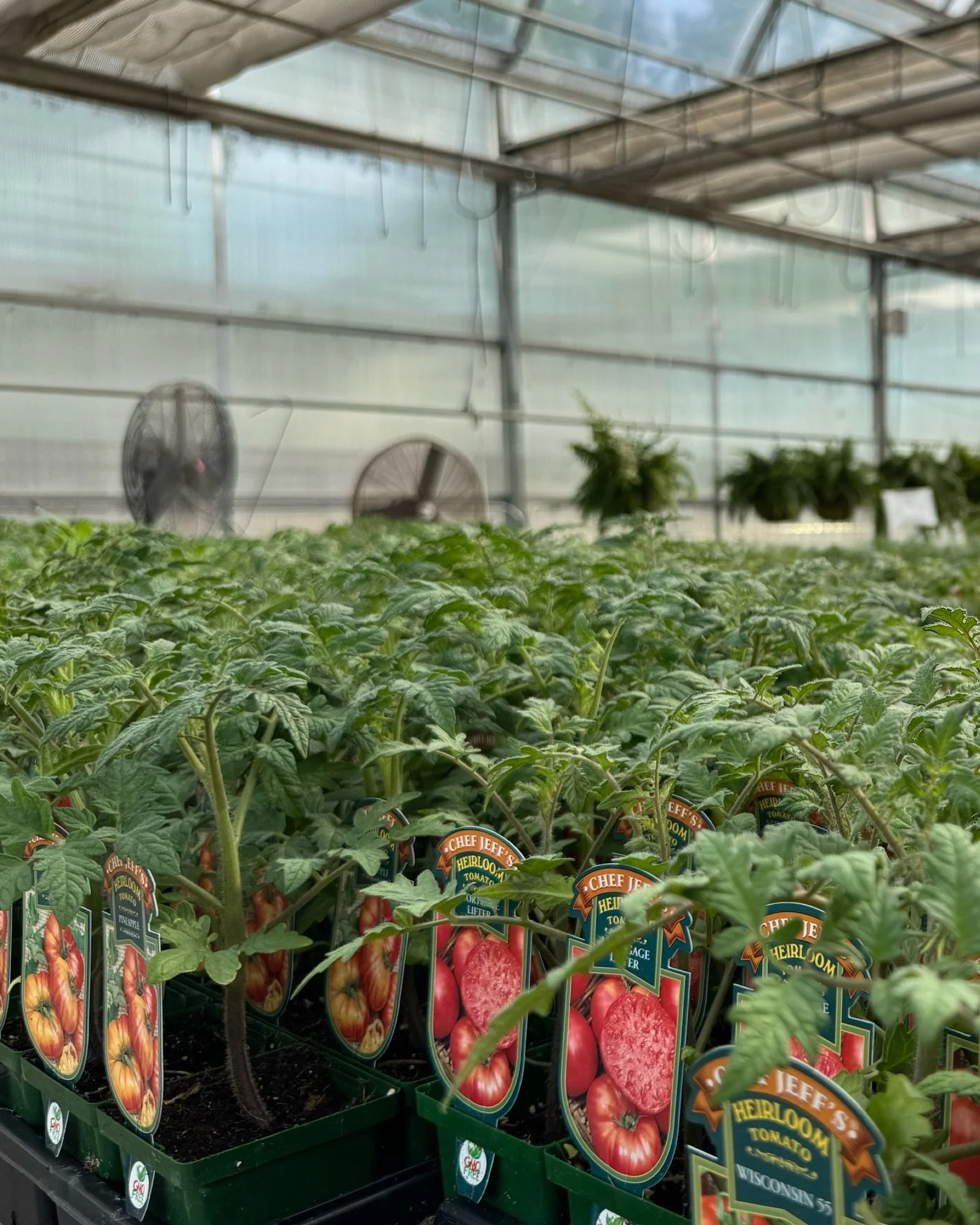 It&rsquo;s TOMATO TIME! 🍅 Come check out our beautiful selection, and share your favorite tomato variety in the comments! ⬇️

P.S. The temperature is going to drop this weekend, so please take action to ensure the healthy survival of your tomatoes (