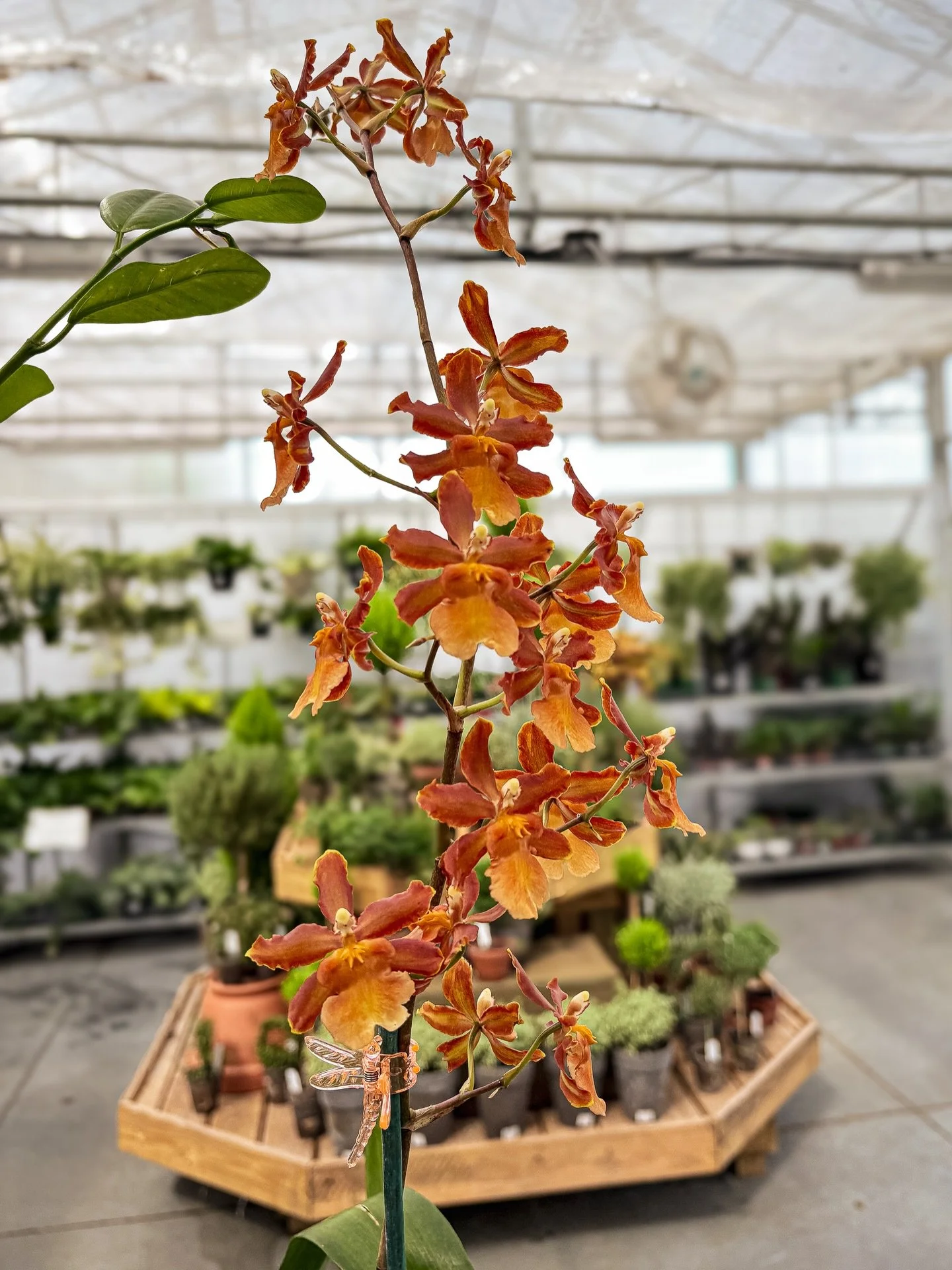 Just a moment of appreciation for some of our recently restocked orchids! Come check out these stunning beauties in person! 😍