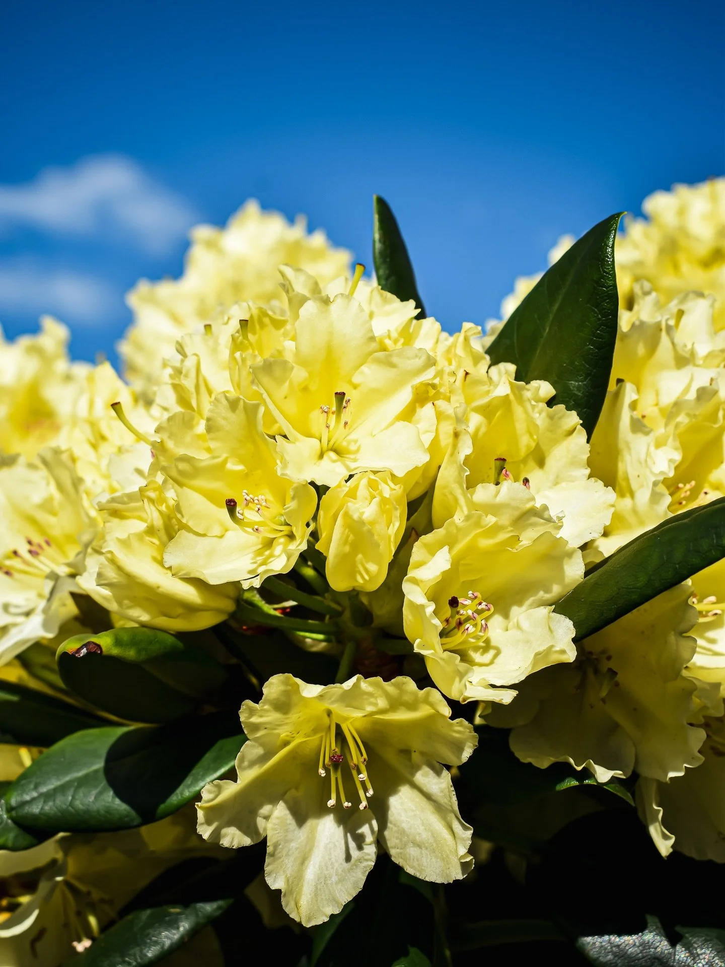 Looking for something stunning to add color and depth to your partly sunny garden spot? Start here, with a gorgeous rhododendron or azalea! 

We have an extensive selection, but the three blooming beauties featured in this post are the:

💛 Capistran