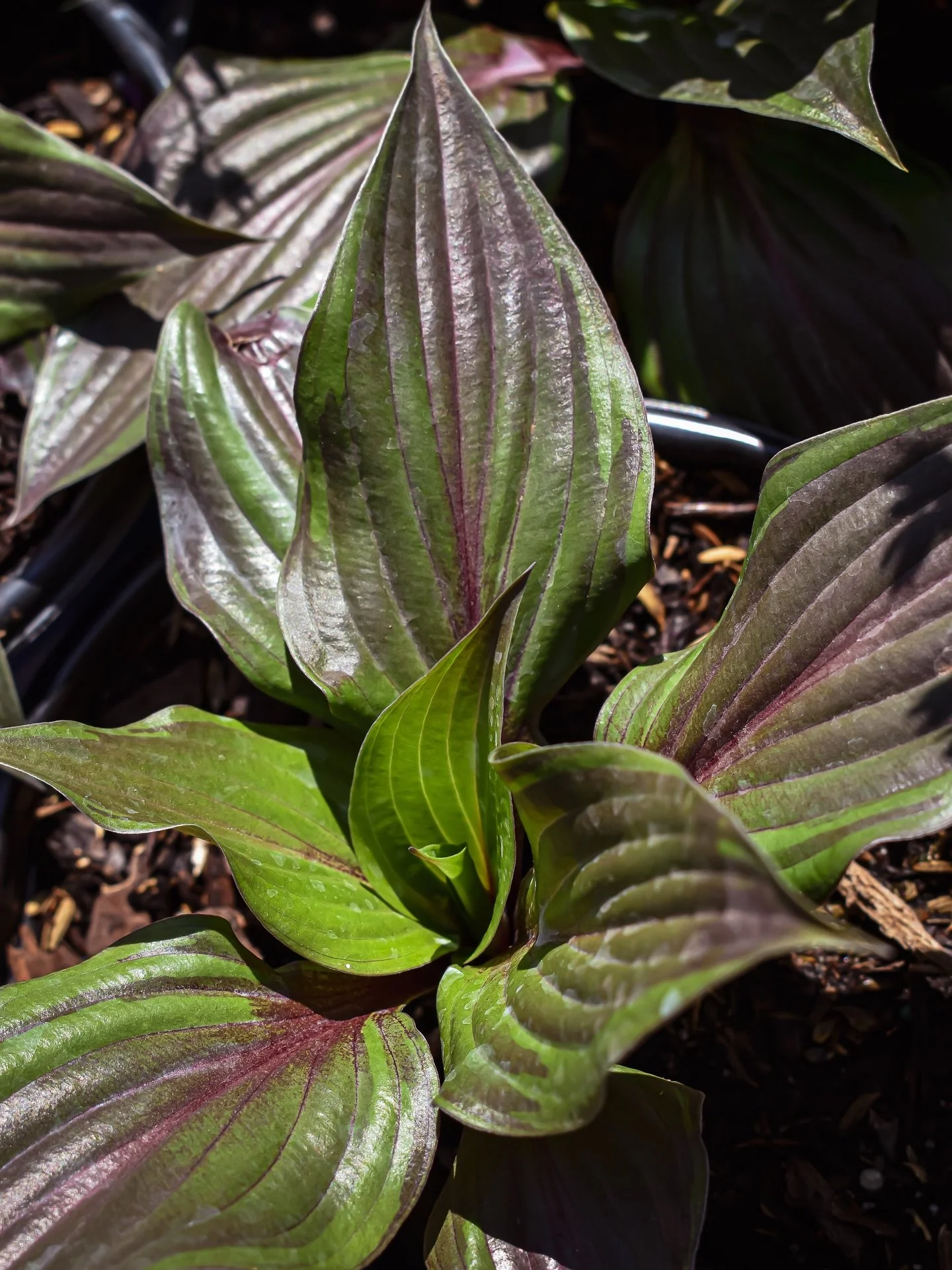 Calling all Hosta Hotties! 🔥 Have you heard of the Red Ninja&trade; Hosta? If you haven&rsquo;t, it&rsquo;s our delight to introduce you to this unique new beauty, which is sometimes described as the world&rsquo;s &ldquo;first and only true red host