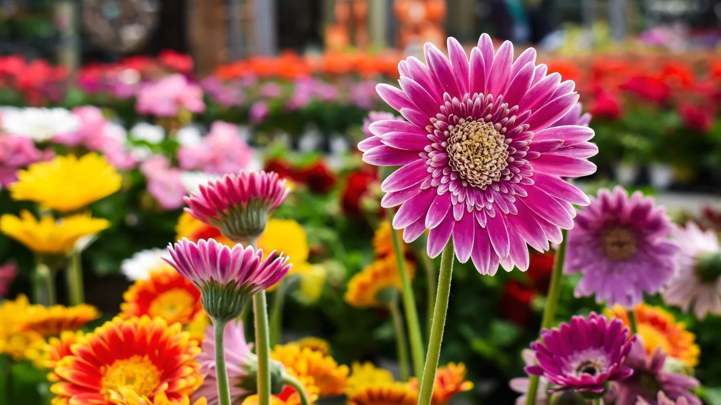 We&rsquo;ve heard that 99.9% of all mothers and mother figures appreciate recognition for their impact on your life&mdash;and not just on a designated day! Whether you make that acknowledgment with a thoughtful card, a big hug, affectionate words, a 
