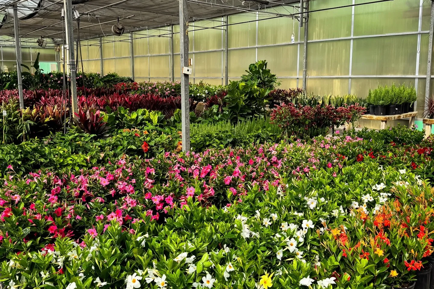 Although the weather this year has been notably unpredictable, Indiana&rsquo;s last frost date is typically in late April or early May&mdash;but most Hoosiers play it safe and wait to introduce their non-hardy plants until after Mother&rsquo;s Day! S