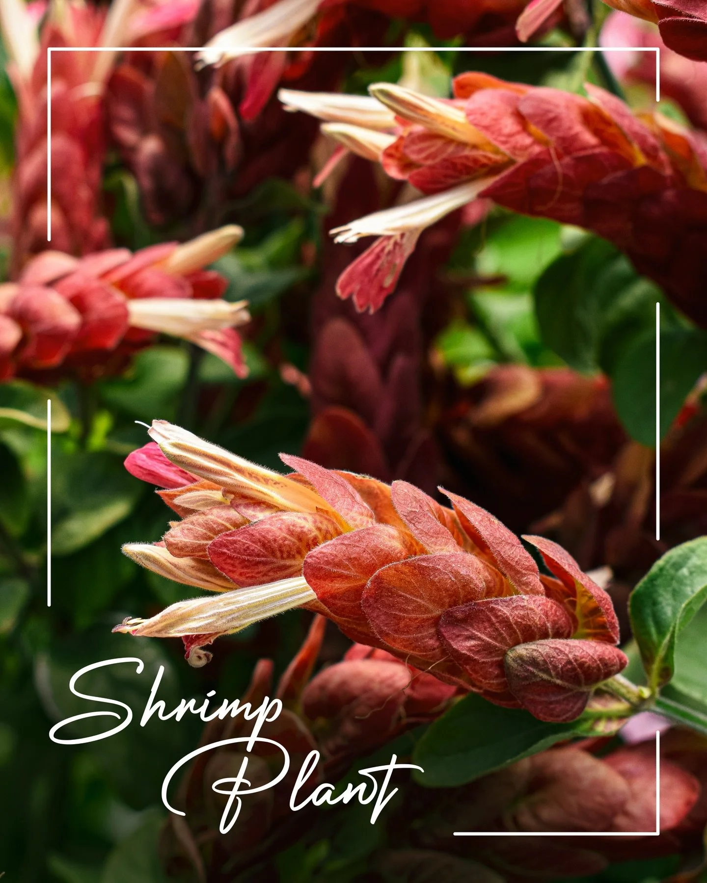 Happy #TropicalTuesday! Today, let&rsquo;s learn a bit about &lsquo;Justicia brandegeeana&rsquo;, more commonly known as Shrimp Plant! 🦐 This tropical shrub is native to Mexico and has shrimp-like arching spikes of pinkish-white flowers enclosed in 