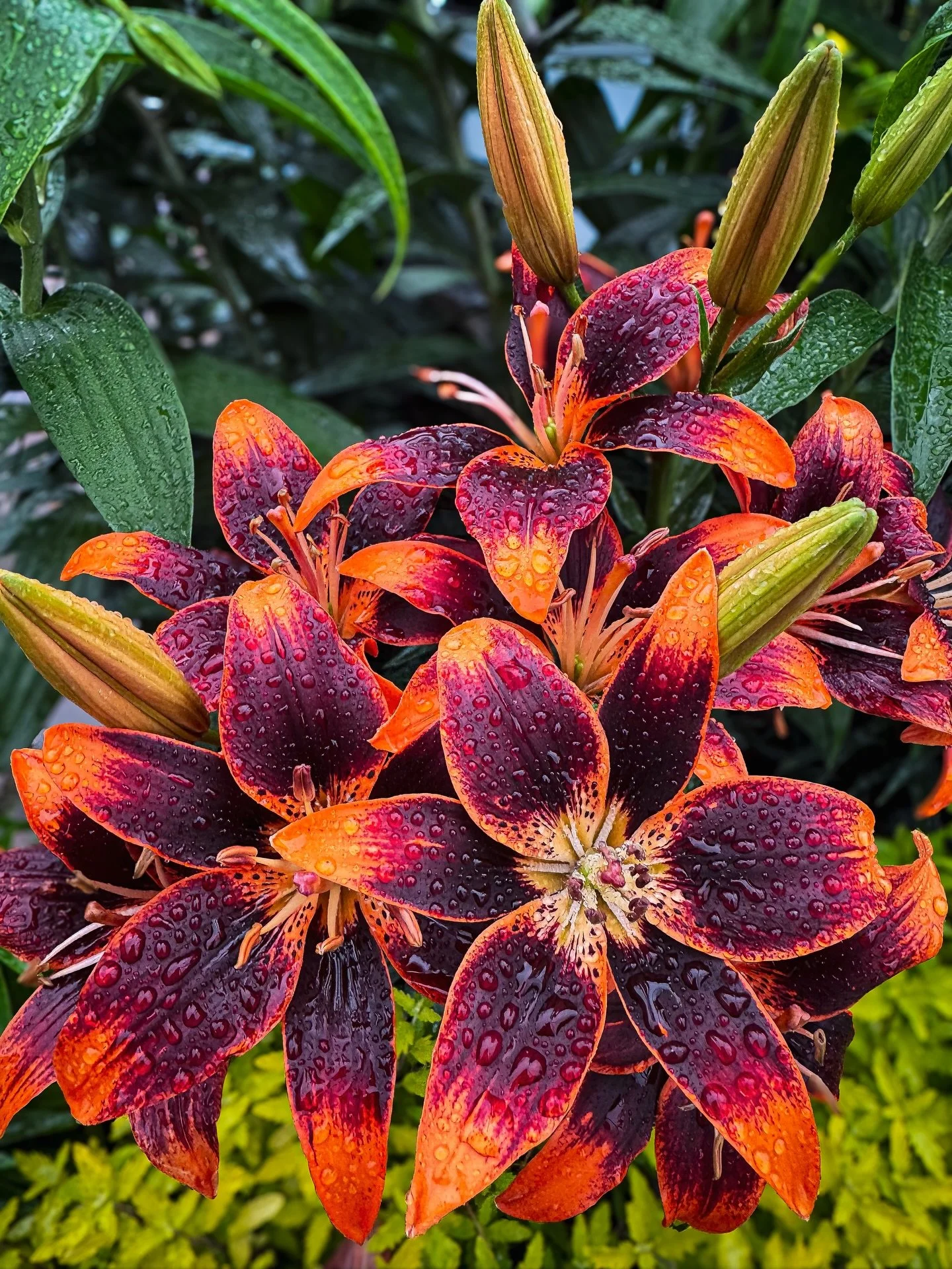 Have you ever seen a bloom as magical as this one? 🎇 The &lsquo;Forever Susan&rsquo; Asiatic Lily boasts 4-inch wide, deep burgundy blooms, tipped and edged with bright orange and gold. If you love a little drama in your garden, start here! These be