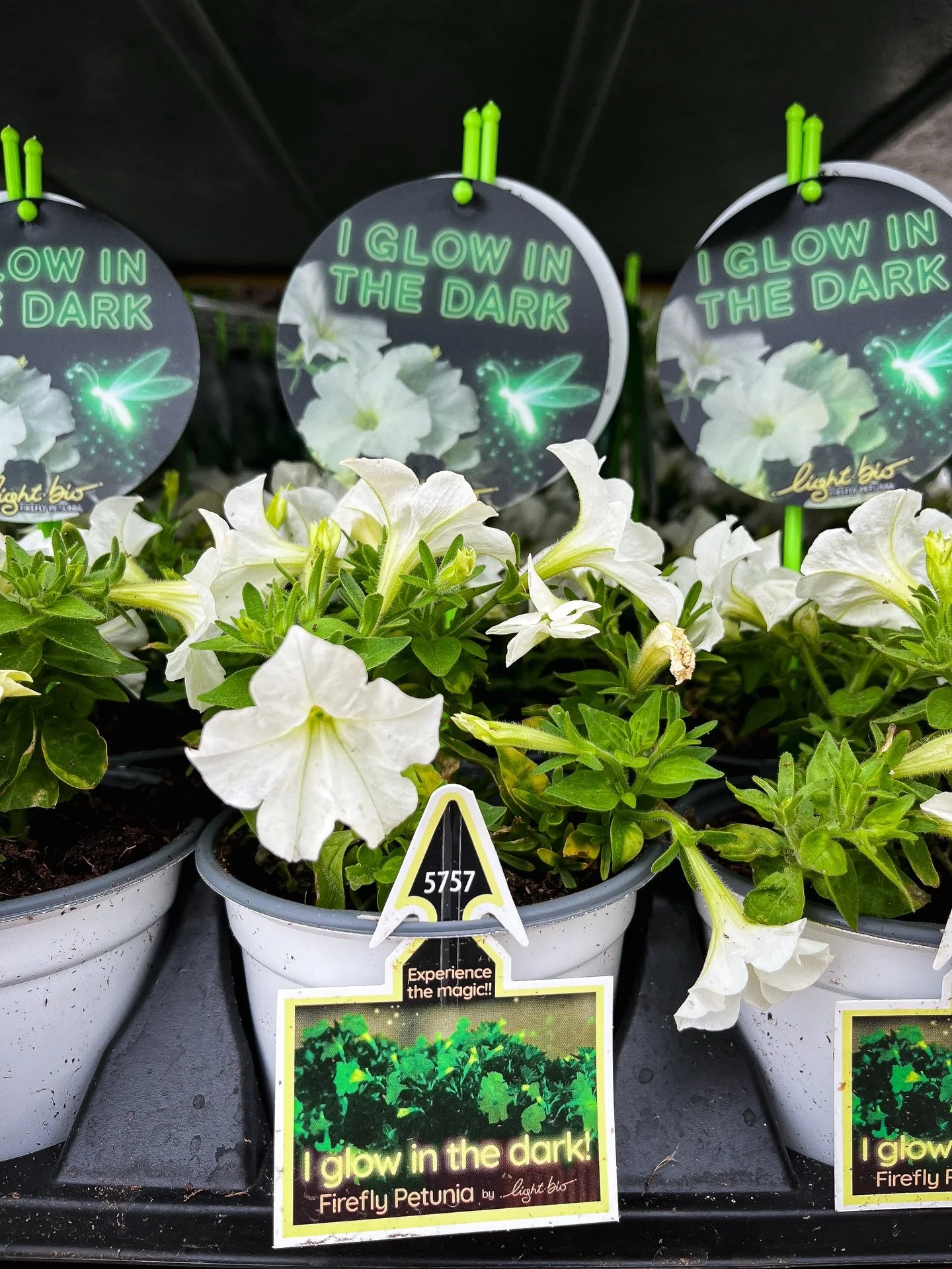 𝗧𝗵𝗲 𝗙𝗶𝗿𝗲𝗳𝗹𝘆 𝗣𝗲𝘁𝘂𝗻𝗶𝗮𝘀 𝗮𝗿𝗲 𝗕𝗔𝗖𝗞 and as bioluminescently beautiful as ever! If you didn&rsquo;t get your hands on one of these magical plants last year, now&rsquo;s your chance! 

Firefly Petunias have white blooms by day and a 