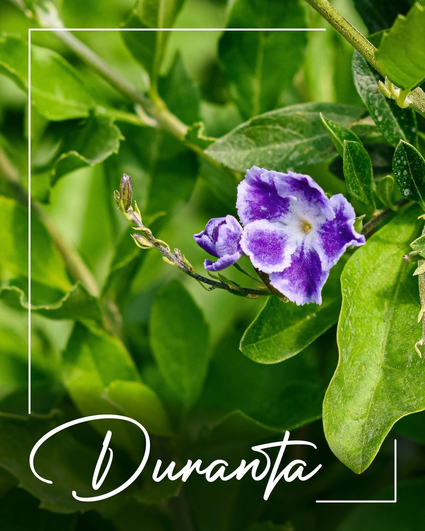 Happy #TropicalTuesday! Today, let&rsquo;s learn a bit about &lsquo;Duranta erecta&rsquo;, a shrub or small tree native to the tropical and sub-tropical Americas, including Florida! 💜

𝗕𝗔𝗦𝗜𝗖 𝗖𝗔𝗥𝗘
𝗟𝗶𝗴𝗵𝘁: Full sun to part shade
𝗪𝗮𝘁𝗲?