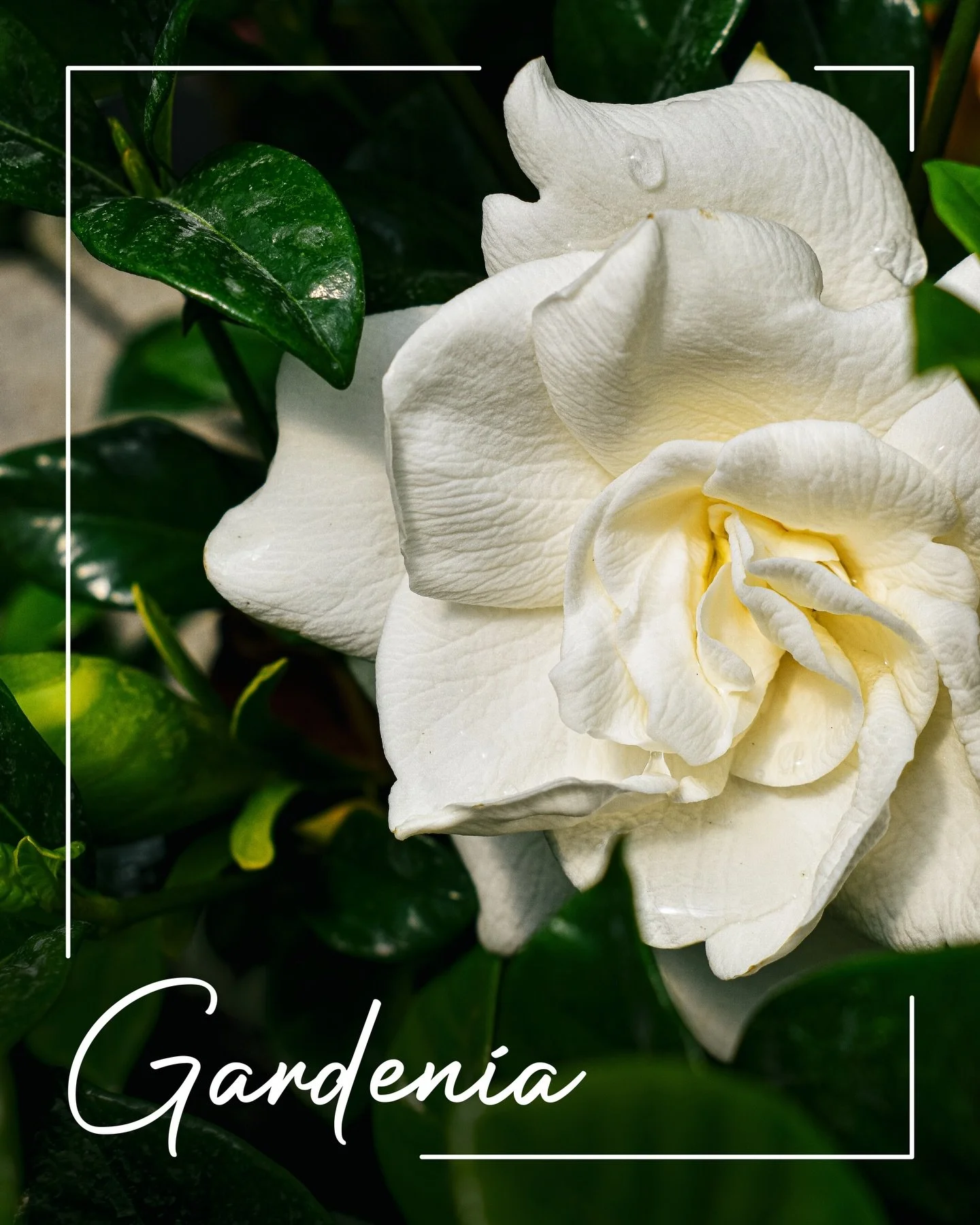 Happy #TropicalTuesday! Today, let&rsquo;s learn a bit about common Gardenia, a wonderfully fragrant native of China, where it has been cultivated for over a thousand years.

𝗕𝗔𝗦𝗜𝗖 𝗖𝗔𝗥𝗘
𝗟𝗶𝗴𝗵𝘁: Full sun to partial sun
𝗪𝗮𝘁𝗲𝗿: Keep so