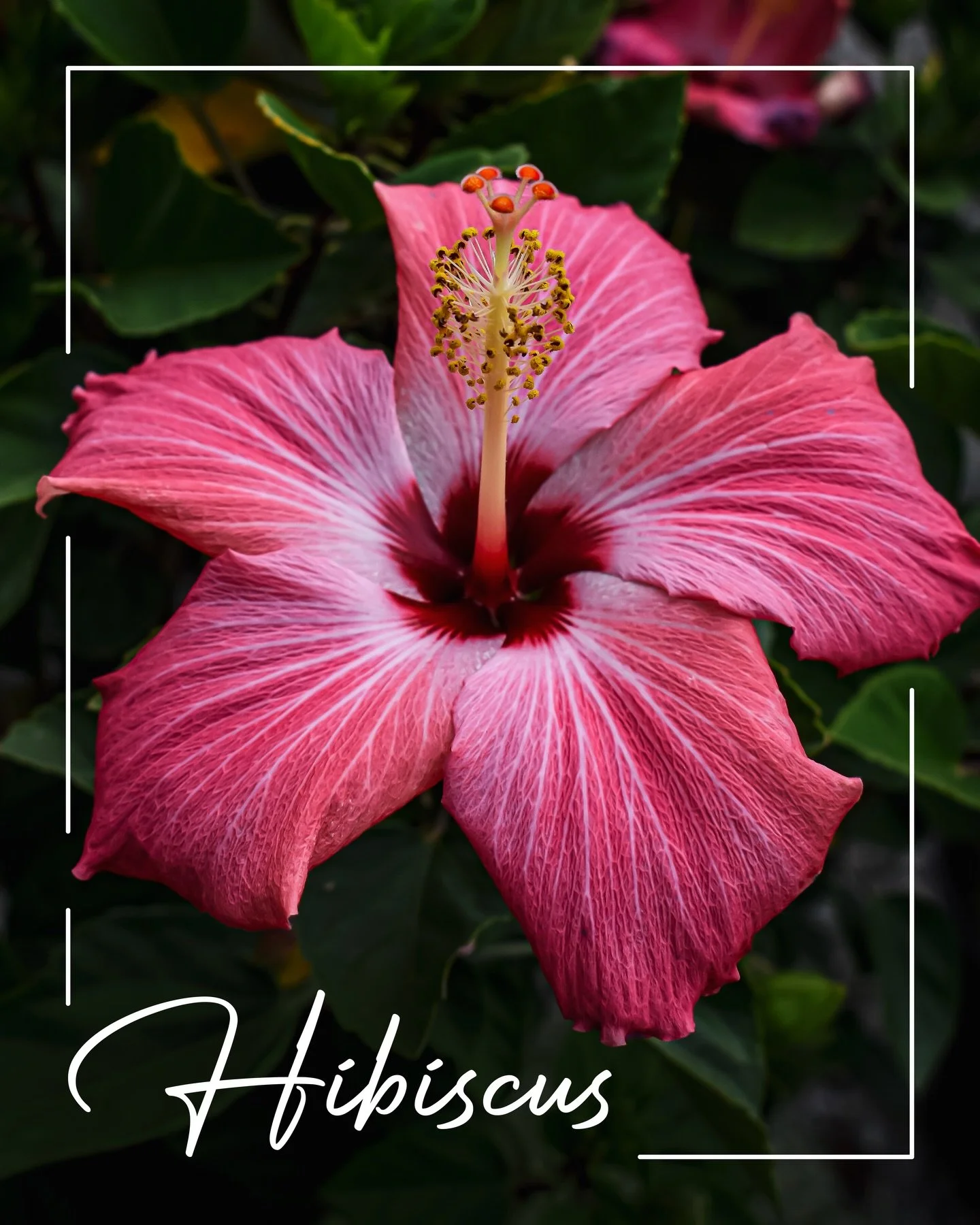 Happy #TropicalTuesday! Is there any bloom as bold and exotic as that of the tropical hibiscus? Known more formally as &lsquo;Hibiscus rosa-sinensis&rsquo;, tropical hibiscus is native to Southeast Asia, but has become an international fan-favorite d