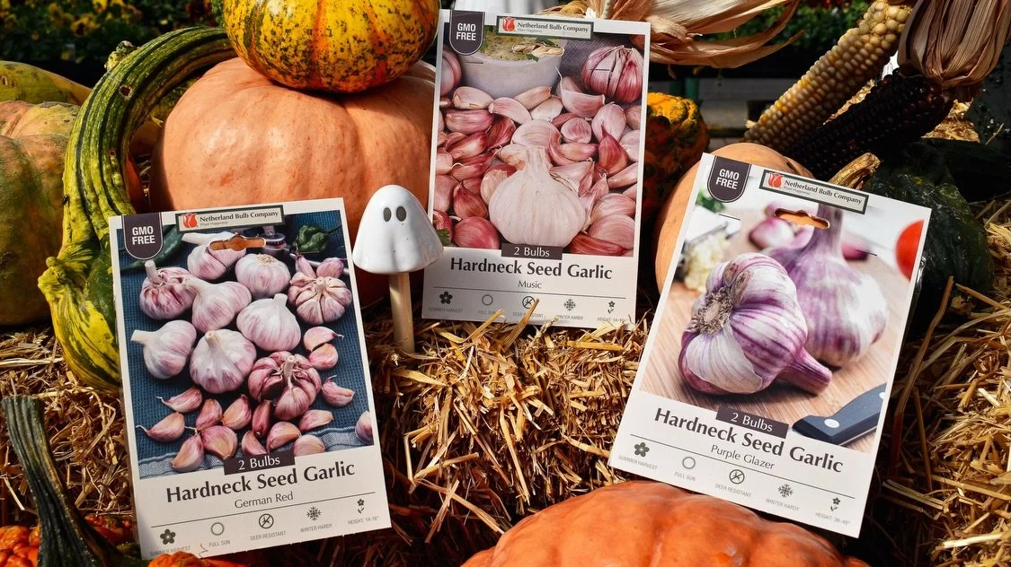 The bulbs are back in town! 🌷The crisp air is settling in, and leaves have begun to take on autumn hues&mdash;it&rsquo;s the perfect time to start thinking about your garden&rsquo;s future. Success begins with fall bulb planting, which gives your sp