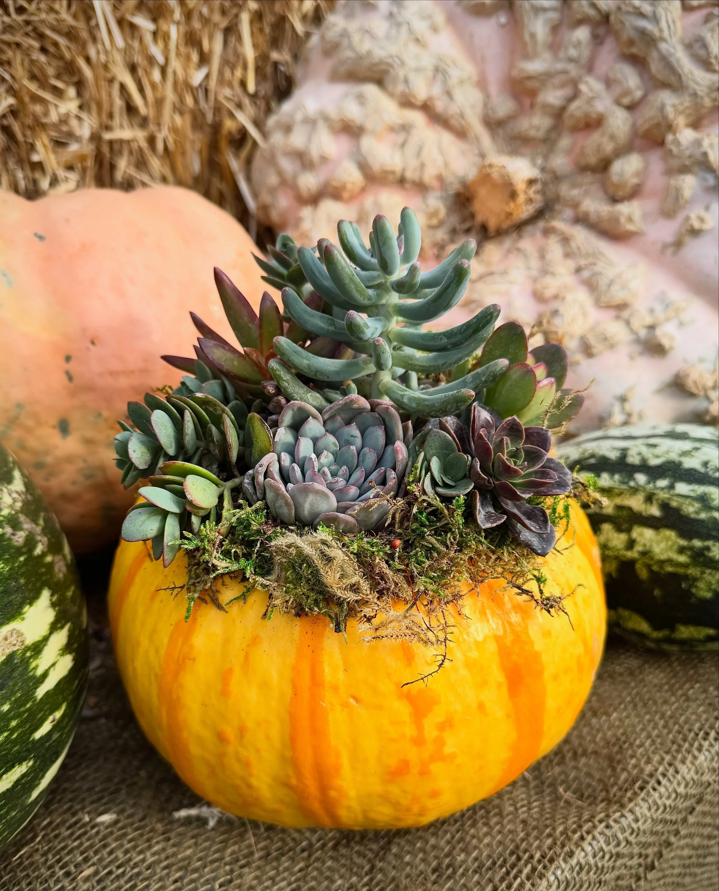 Pumpkin succulent arrangements are back! Made by our talented employee Mackenzie, these beautiful creations add charm and pizzazz to every autumn display! These cuties sell quickly&mdash;stop by and check them out today!
