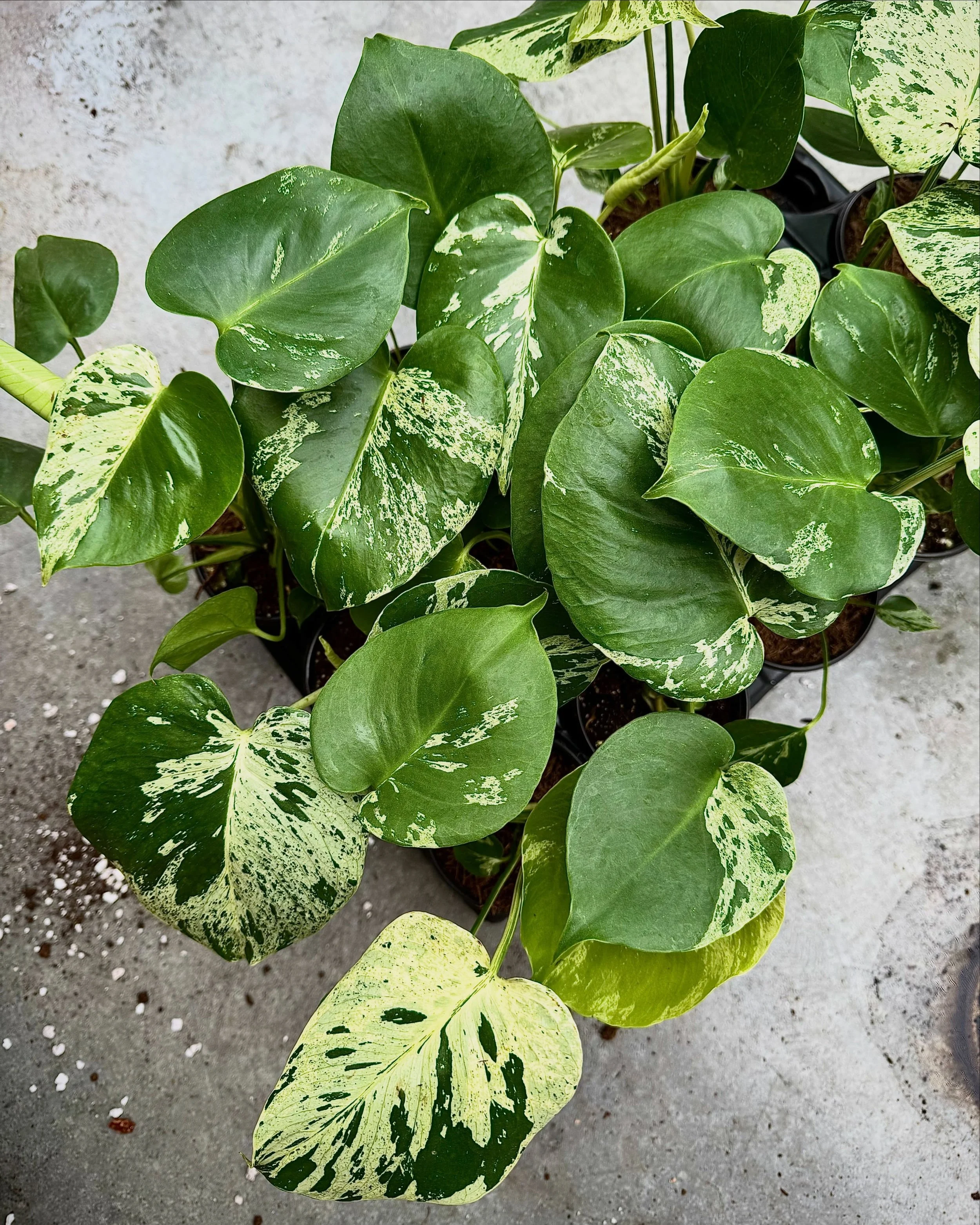 We just got a fresh shipment of luscious houseplants, including a handful of unique and eye-catching varieties! 🪴 Pictured here are:

Monstera deliciosa &lsquo;Bulbasaur&rsquo;
Epipremnum aureum &lsquo;Boreal&rsquo;
Philodendron sp. &lsquo;Snowdrift