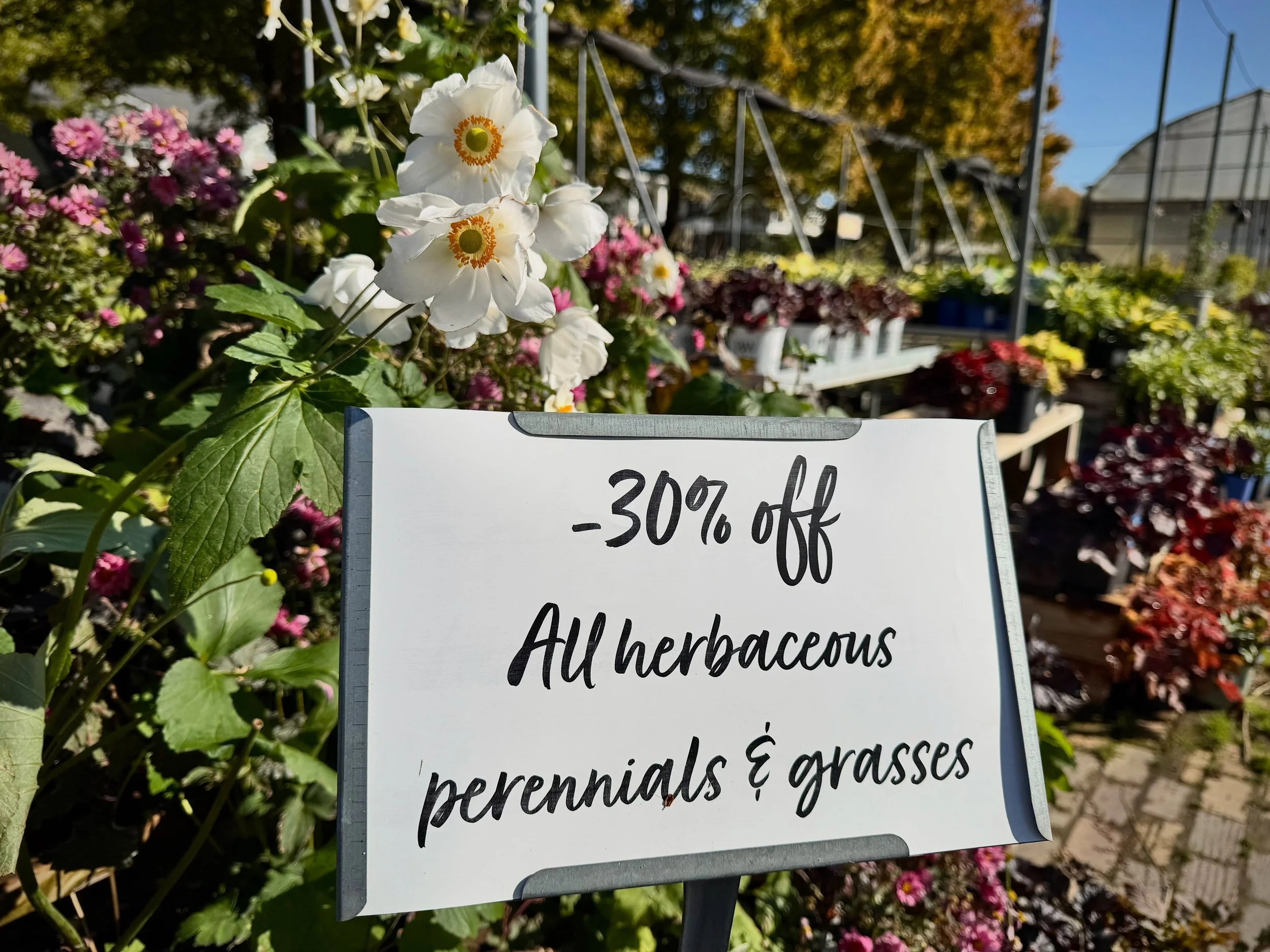 🚨 PERENNIAL SALE ALERT 🚨

&bull; 30% OFF all herbaceous perennials &amp; grasses!
&bull; 40% OFF all 1 &amp; 2 gallon fruit!

We still have so many beautiful perennials and the weather is so perfect for fall planting. Swing by today to take advanta