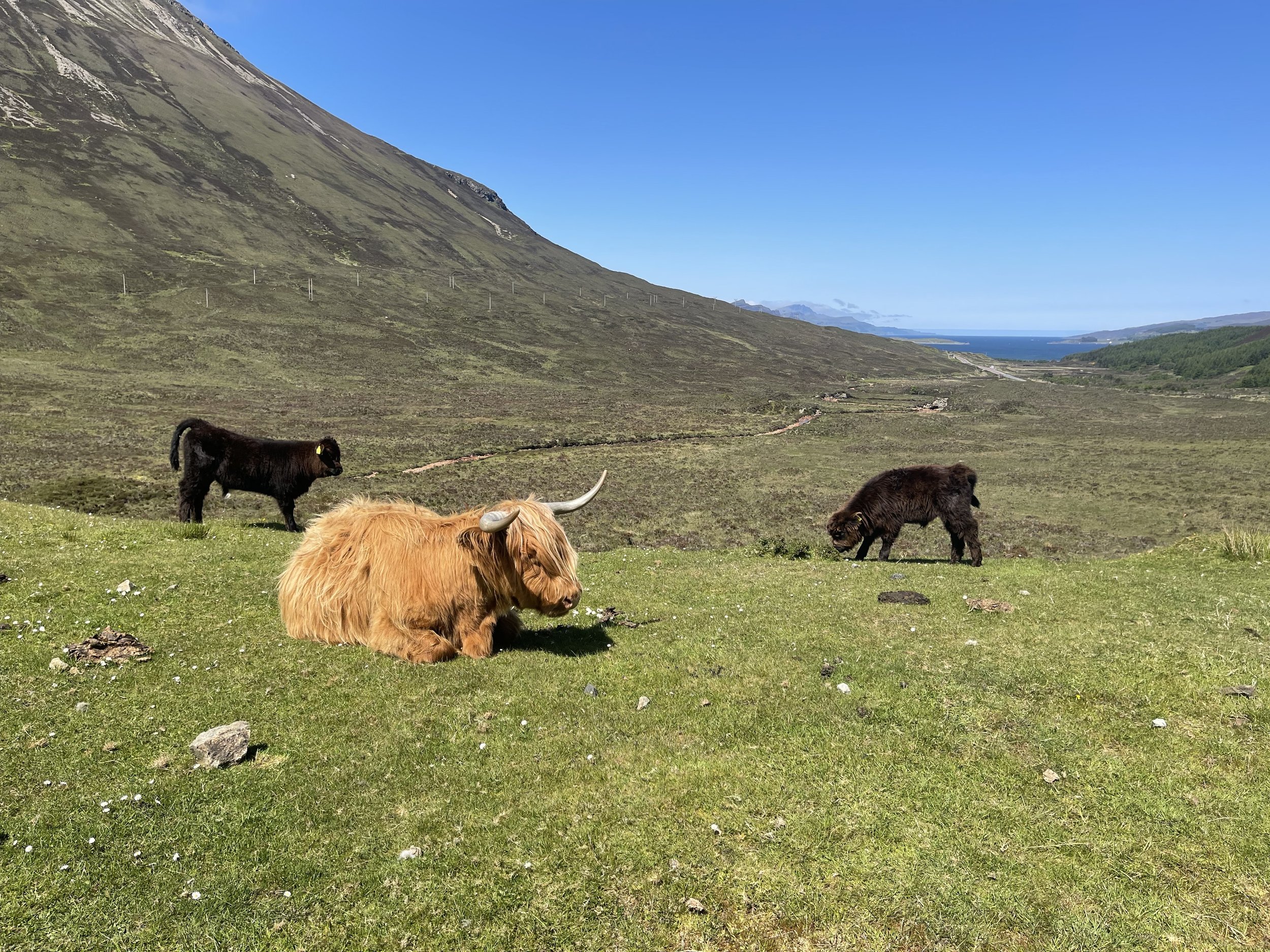 Hairy Coo.jpeg