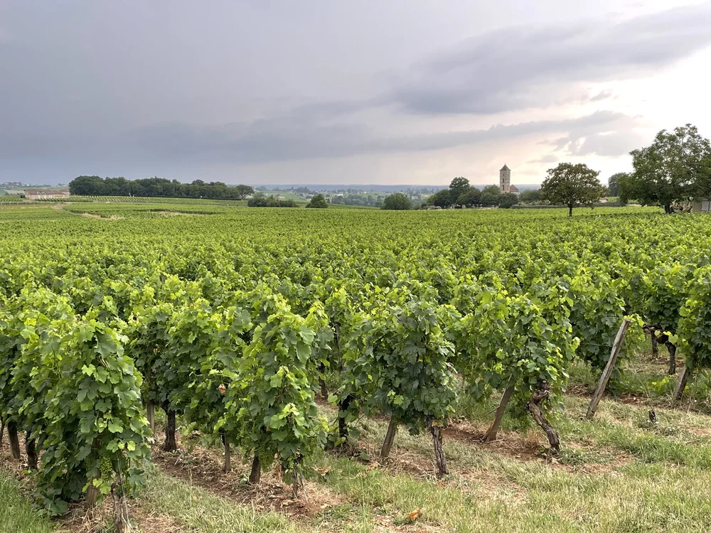 vineyards.jpeg