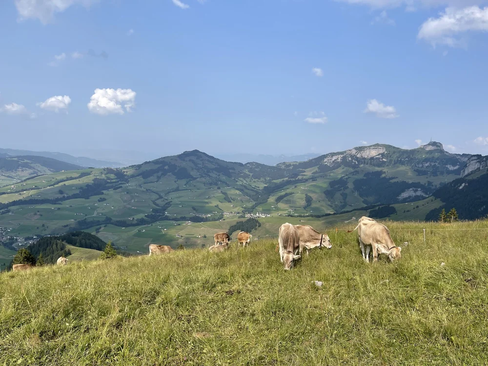 Appenzell Cows.jpeg