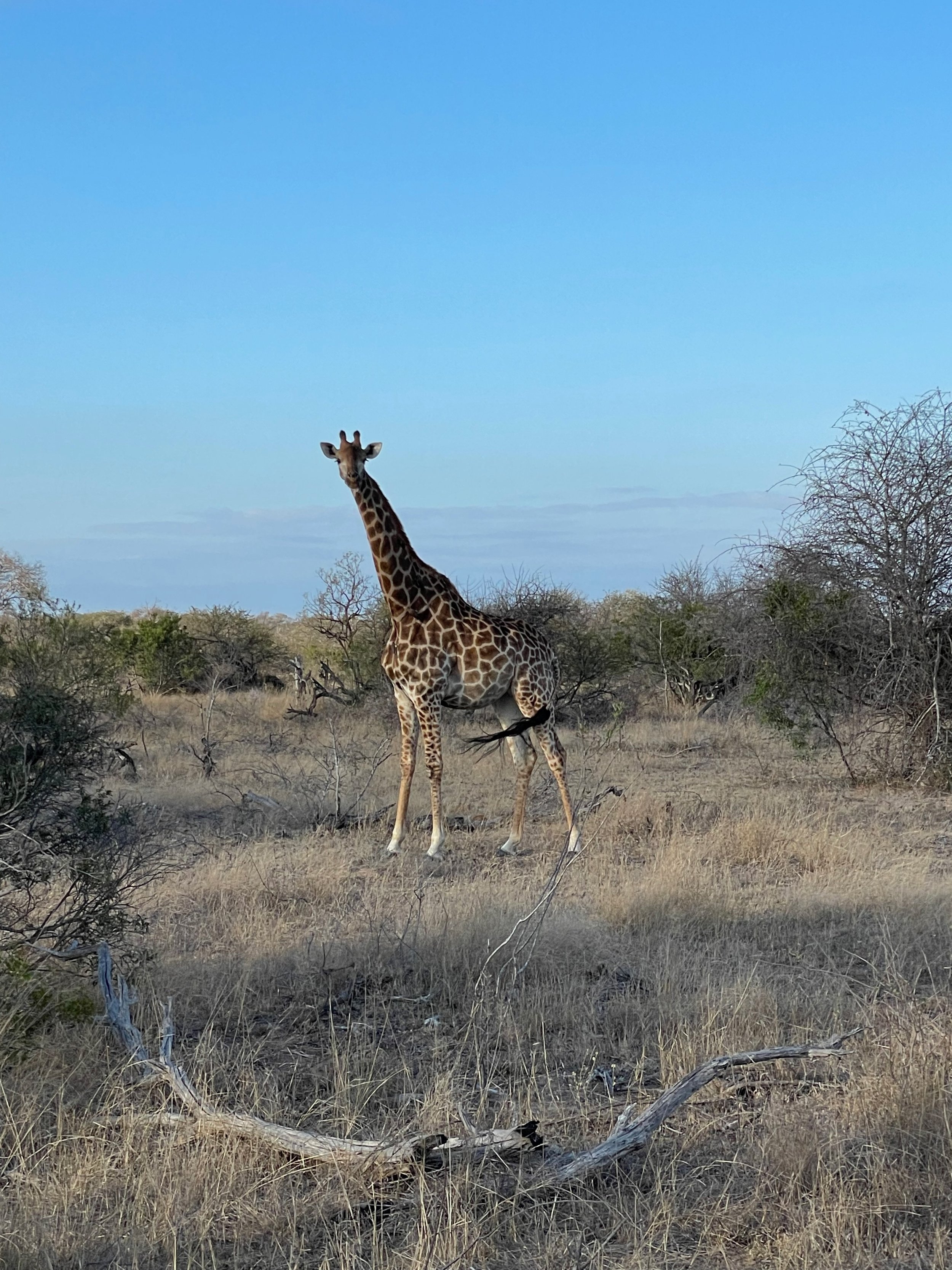 Giraffe.jpeg