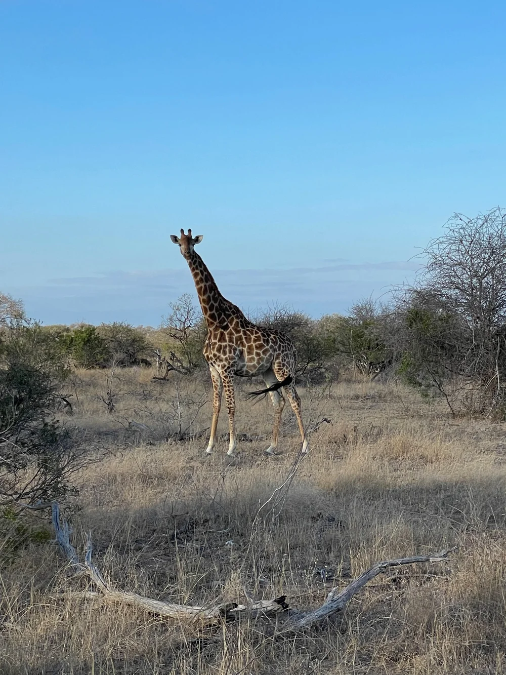 Giraffe.jpeg