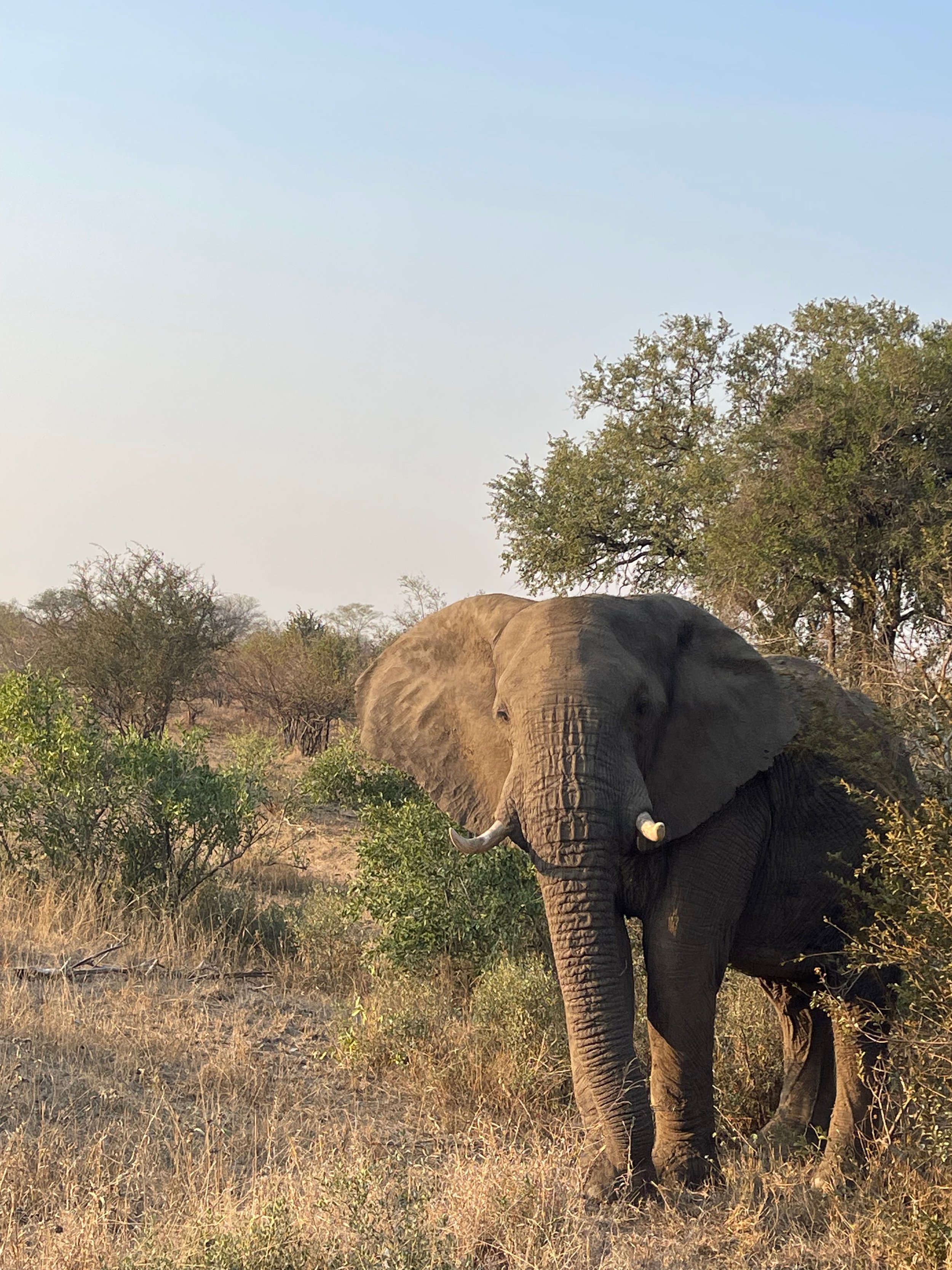 Elephant.jpeg