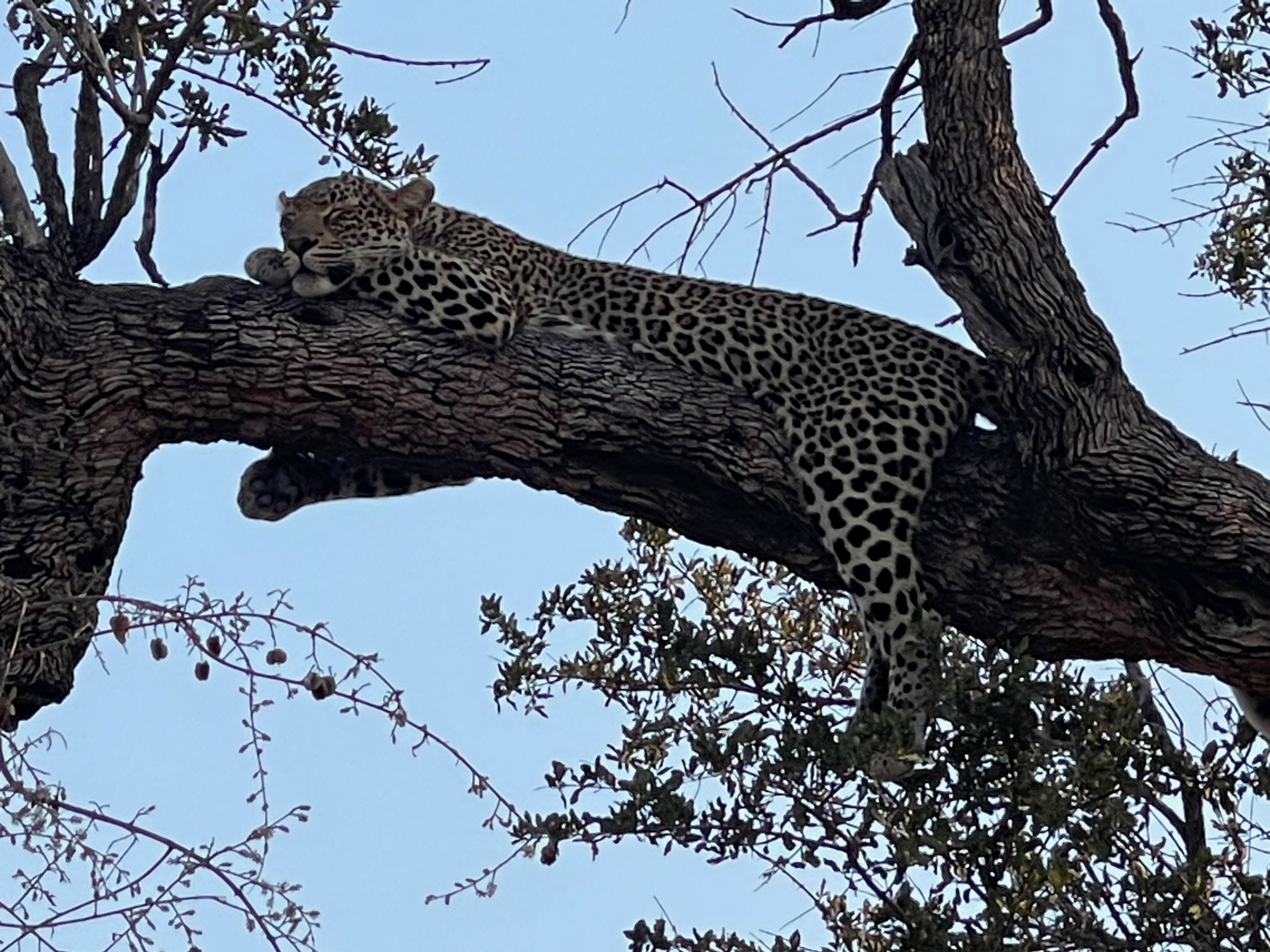 Leopard.jpeg