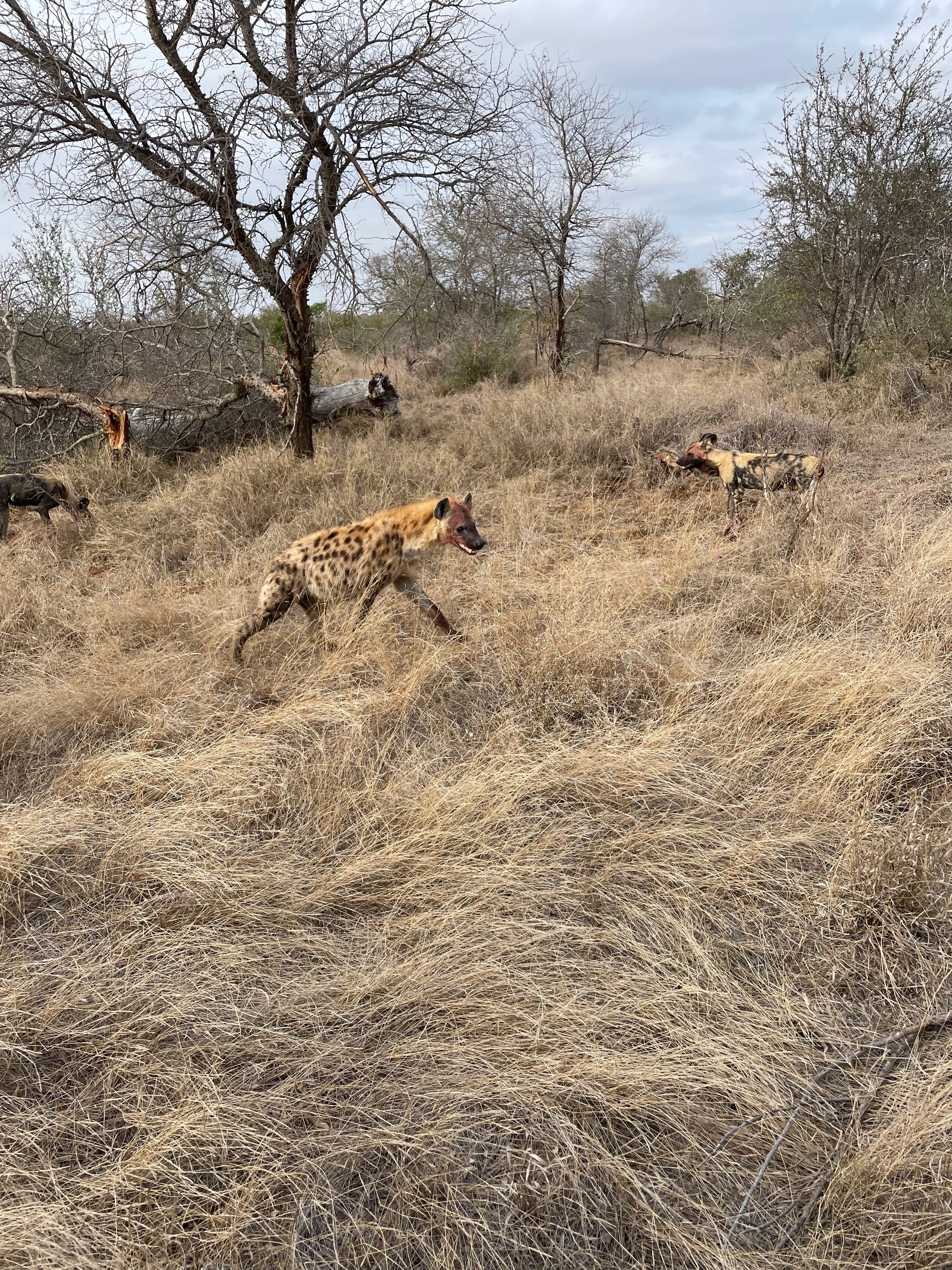 Hyena with dogs.jpeg