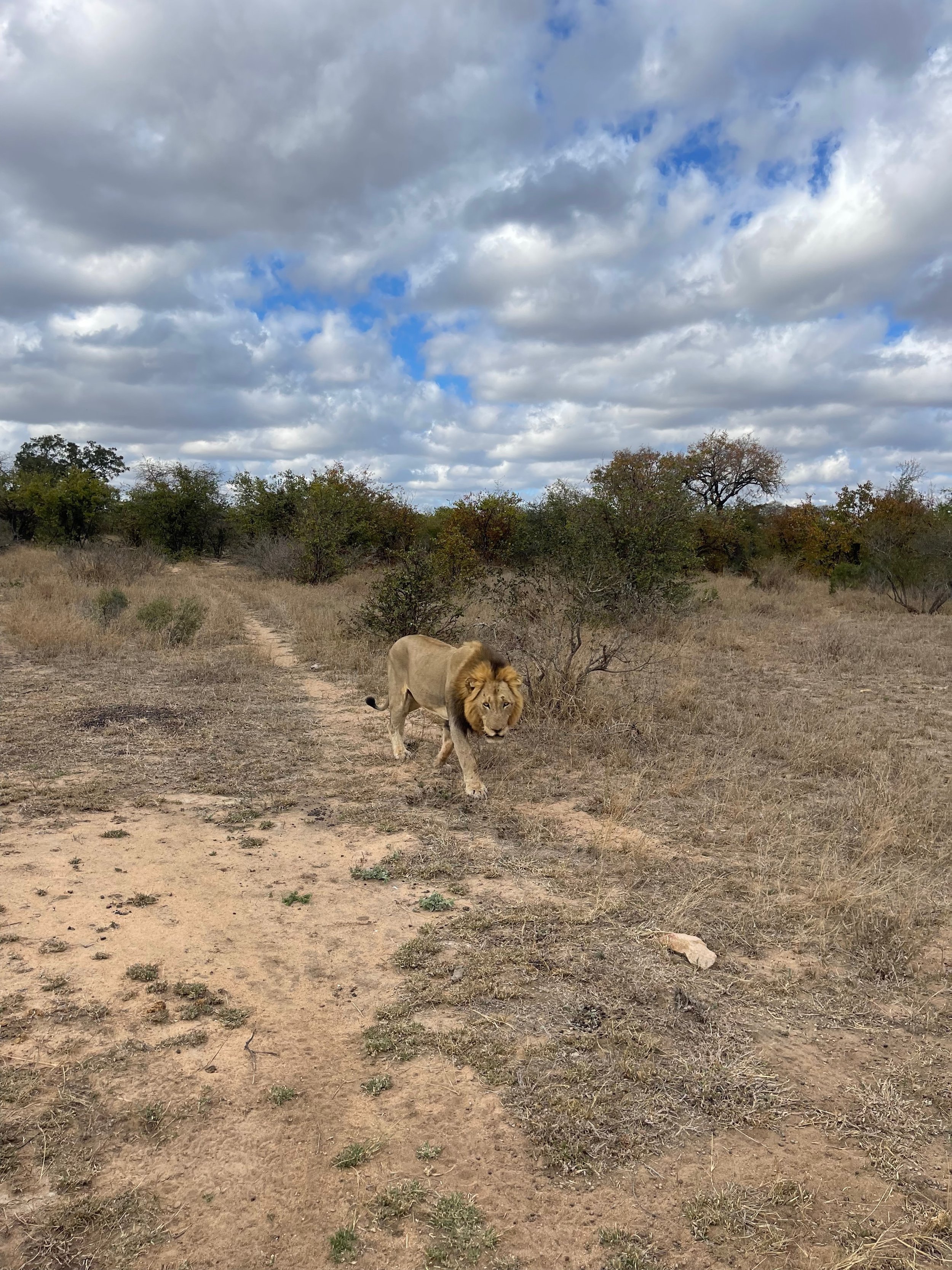 Lion2.jpeg