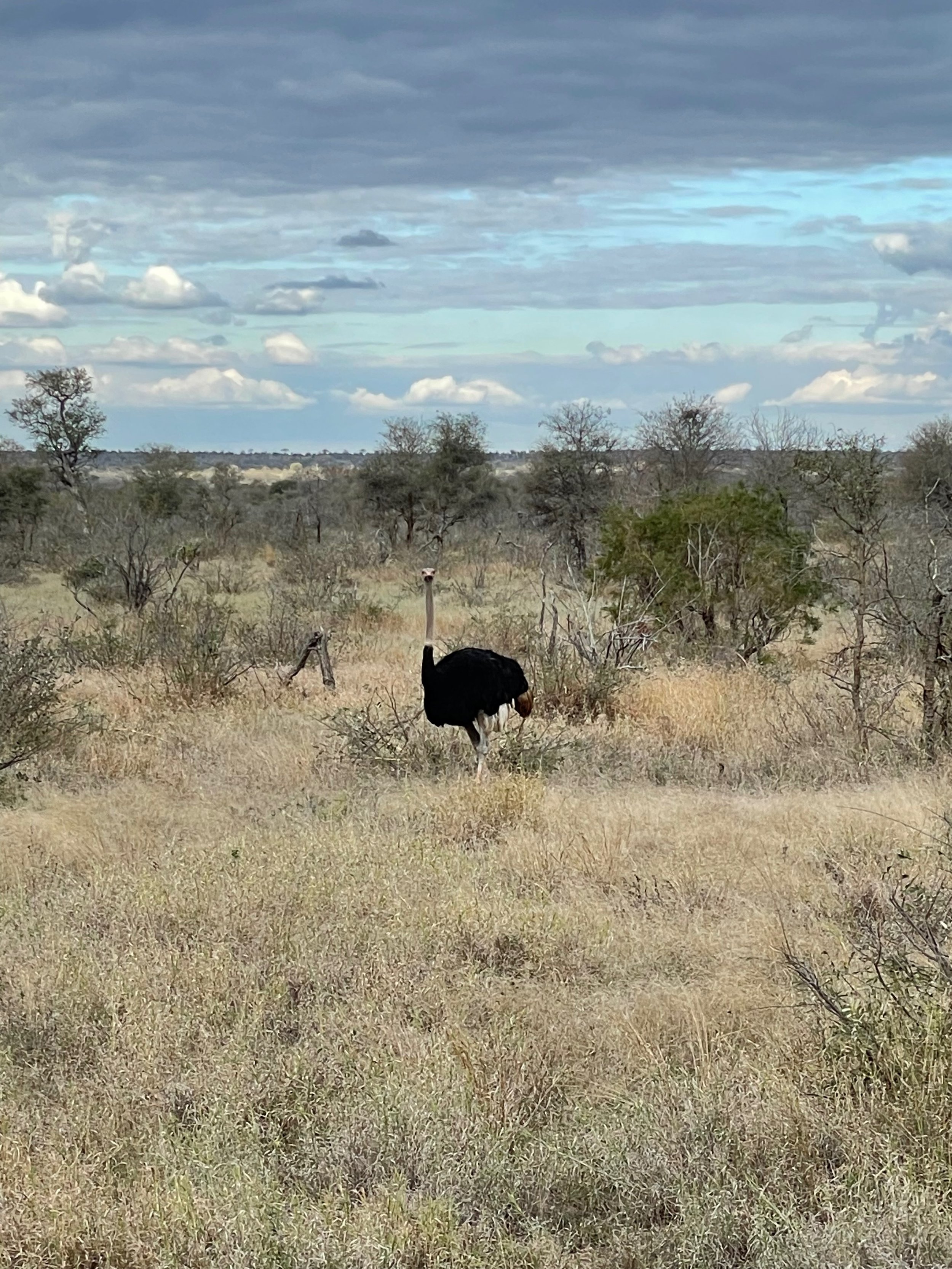 Ostrich.jpeg