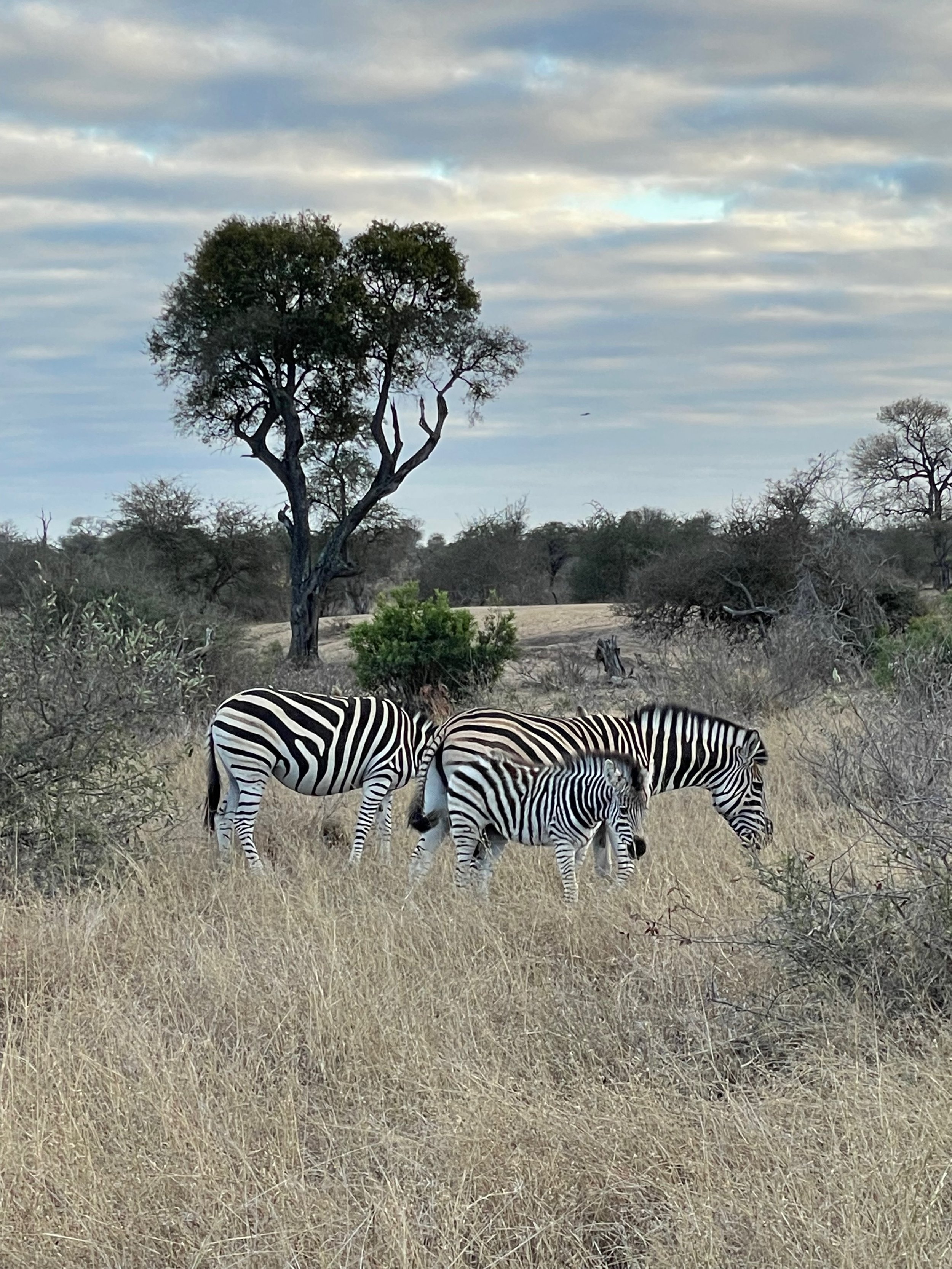 Zebra family.jpeg