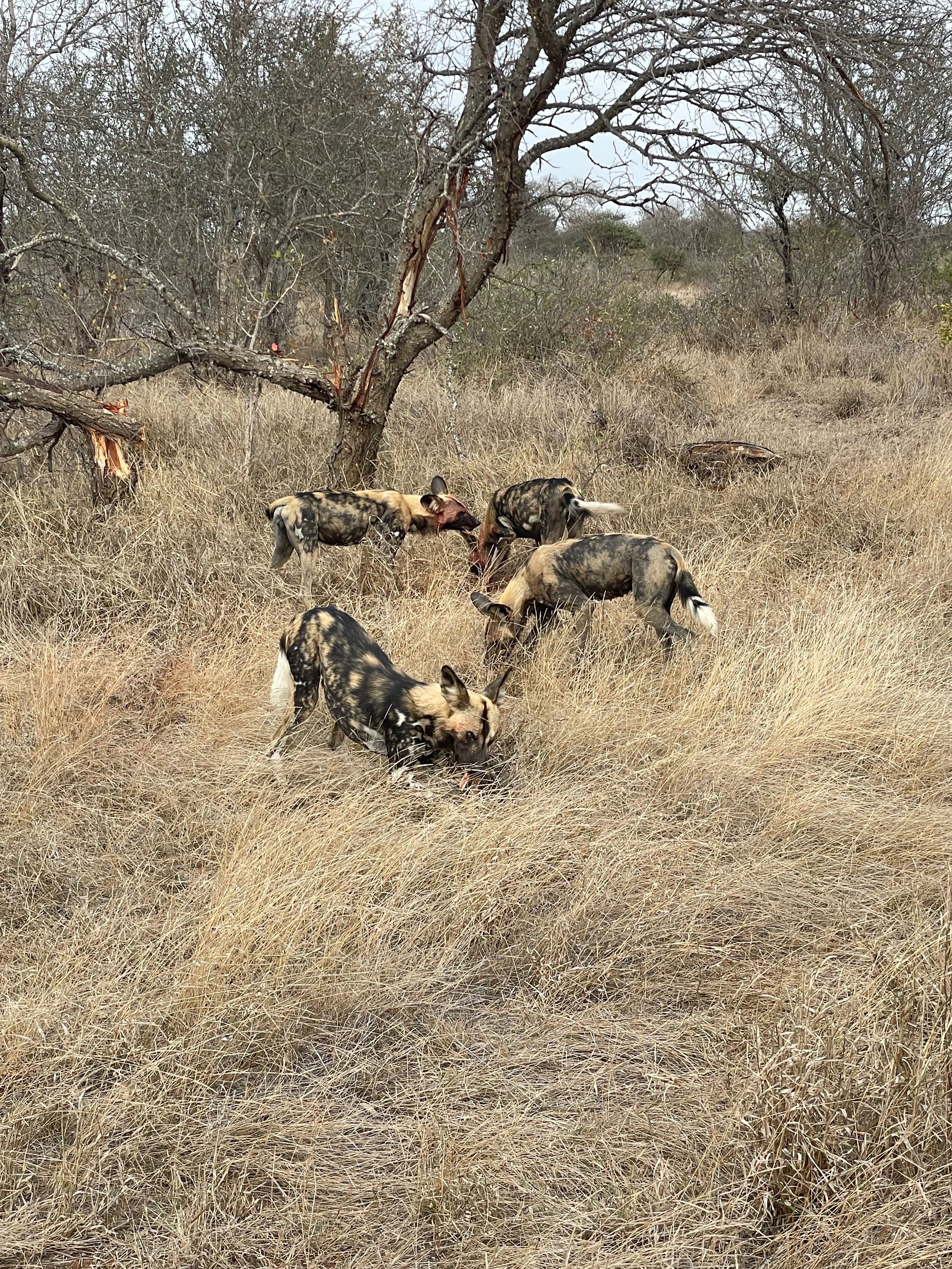 Wild dogs.jpeg
