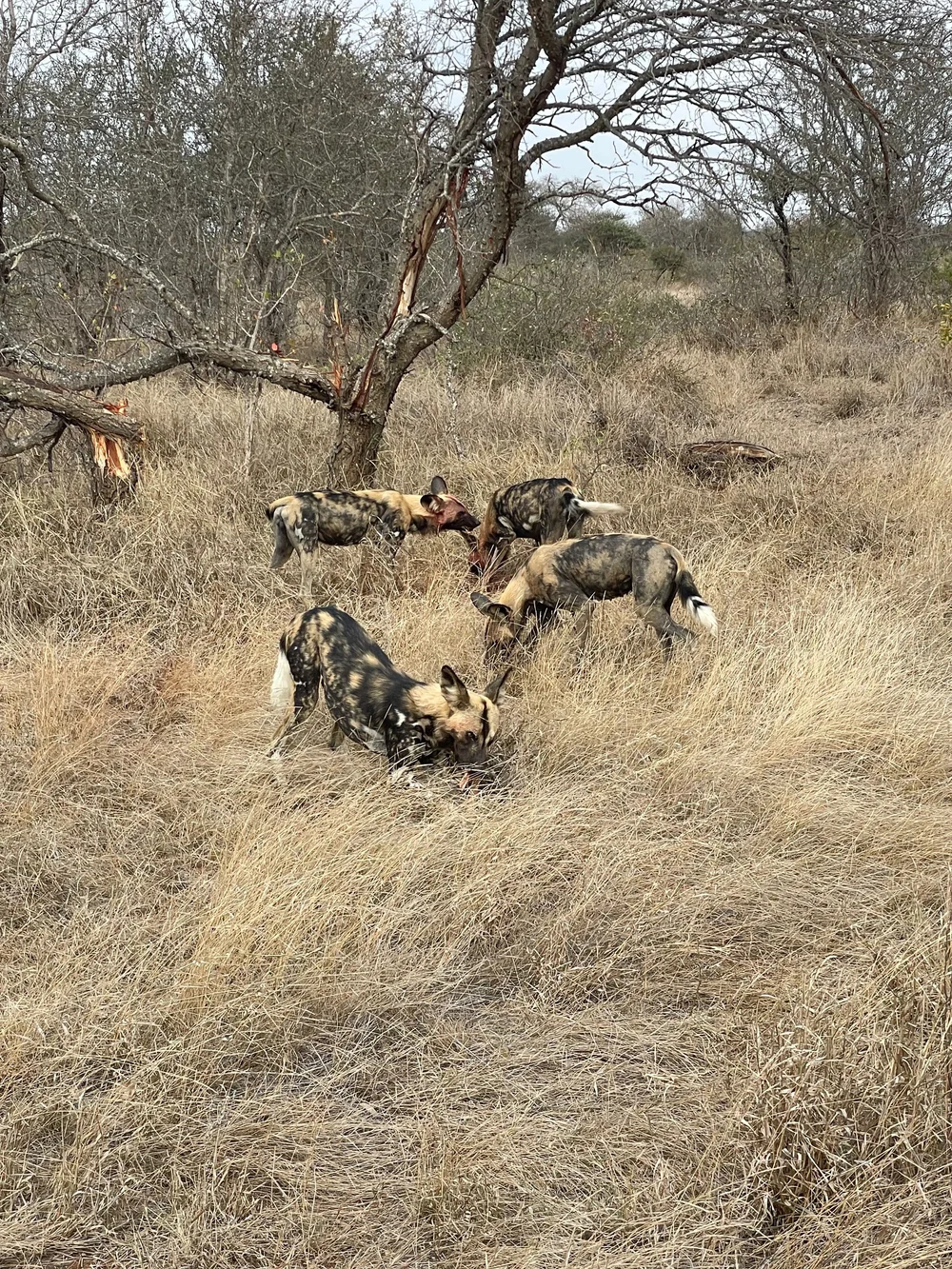 Wild dogs.jpeg