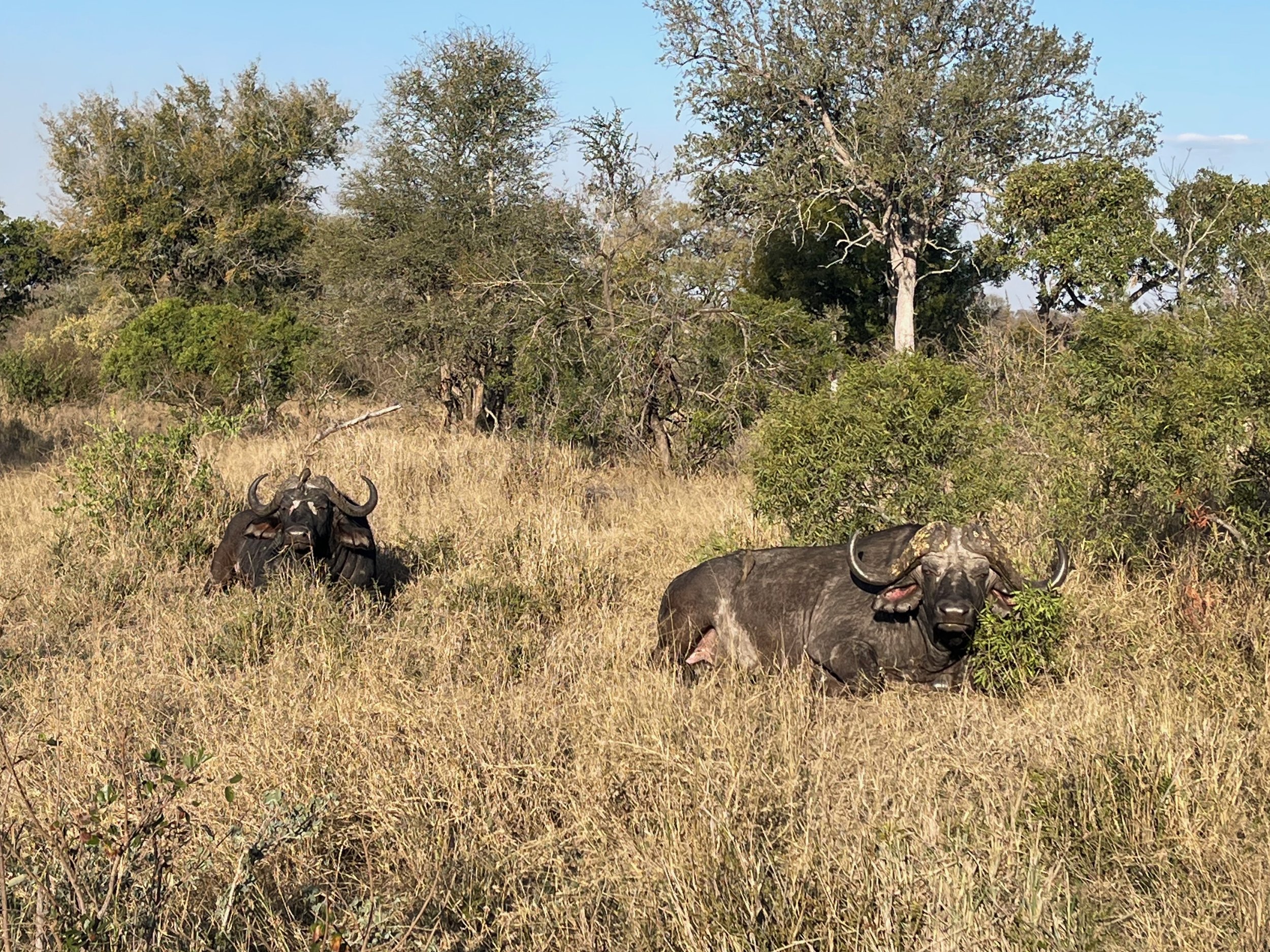 African buffalo.jpeg