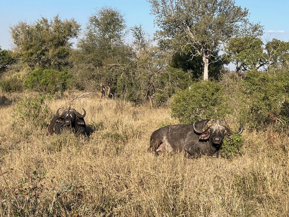 African buffalo.jpeg