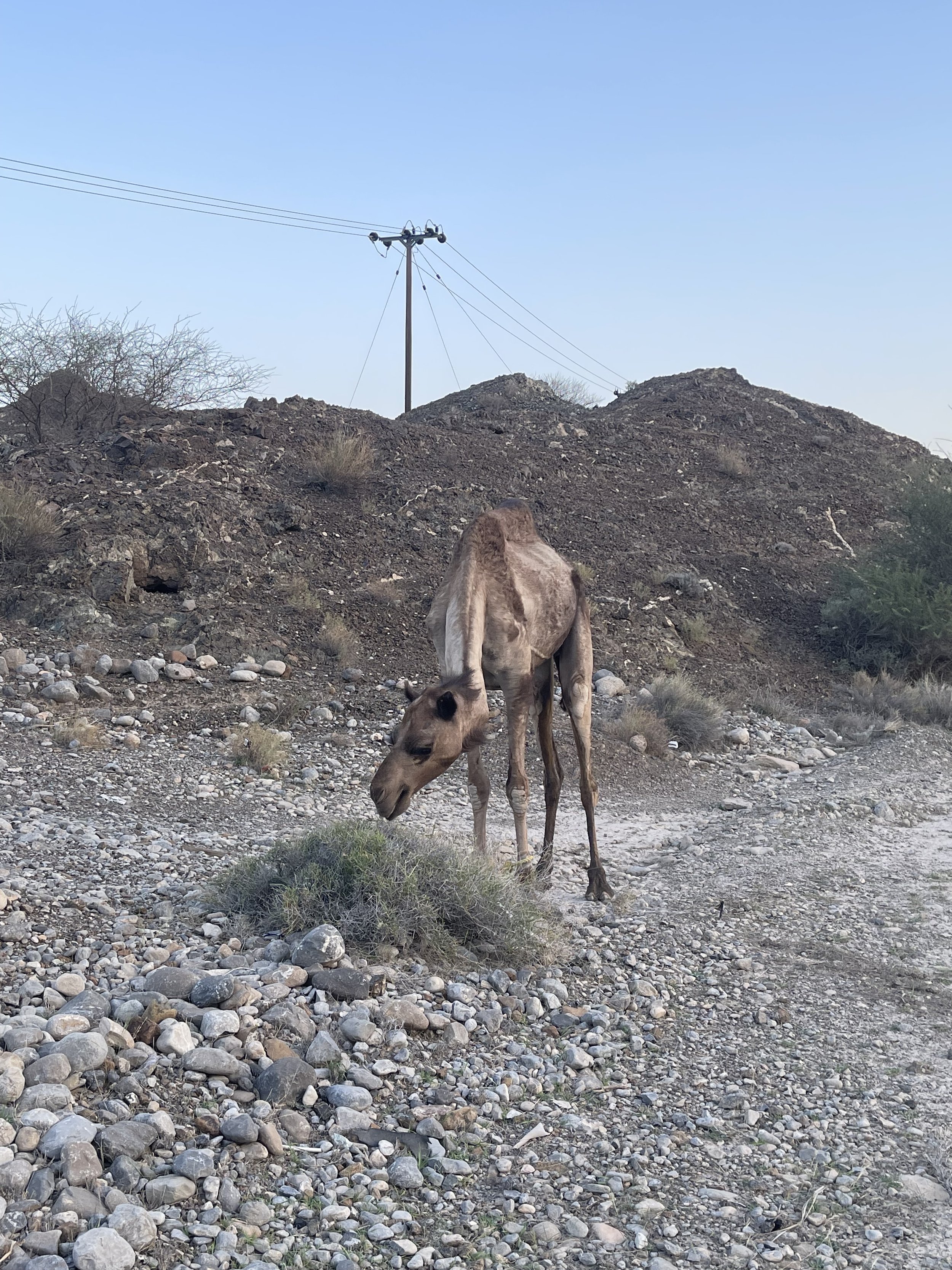 Camel.jpeg
