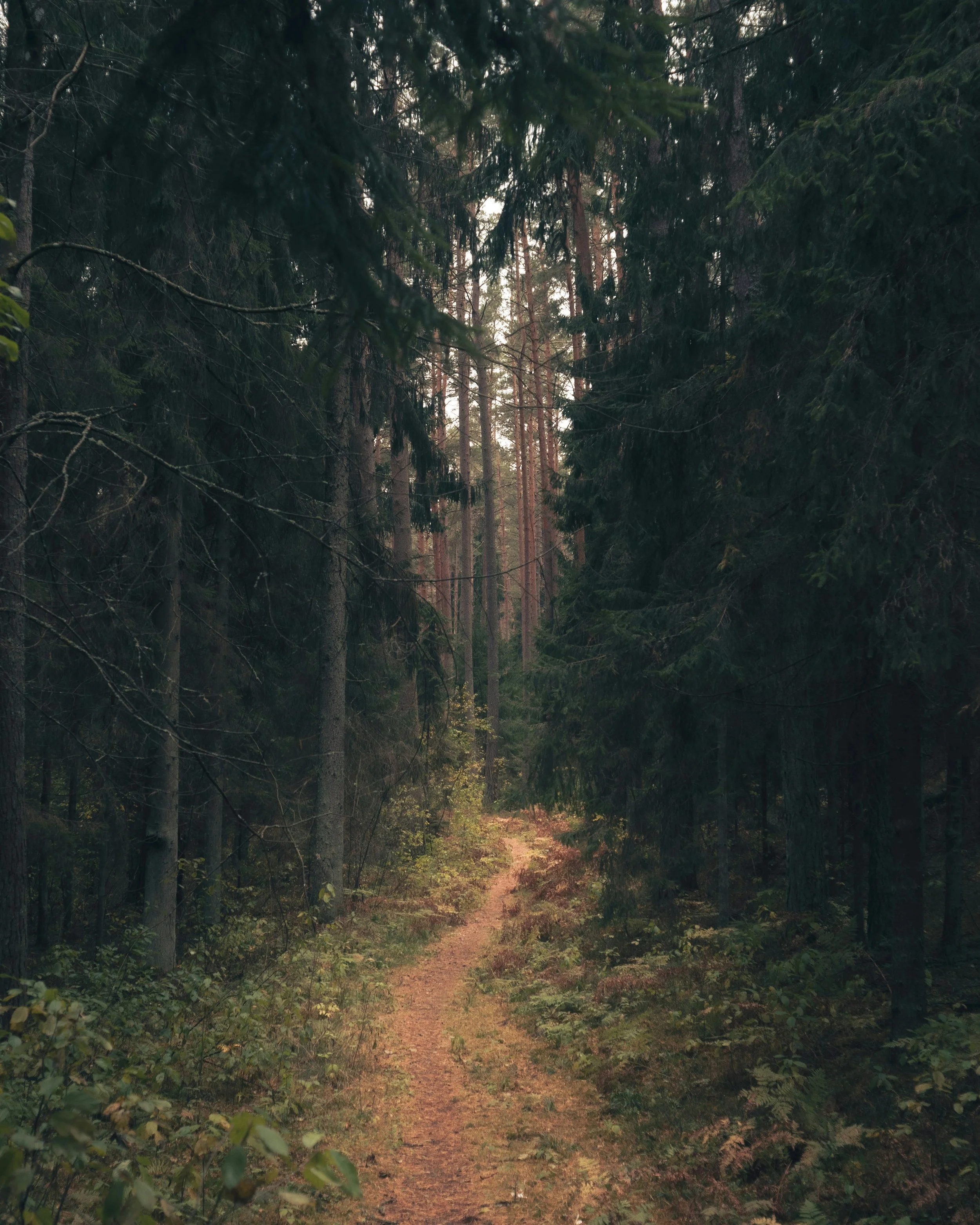 Clear The Path - Fred Orendorf 