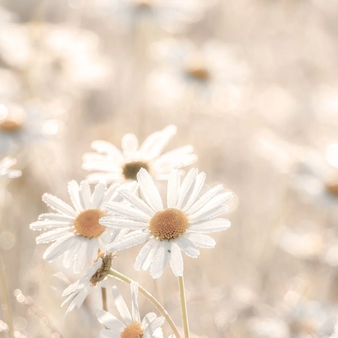 Satsang workshop with Pia Ma - online 