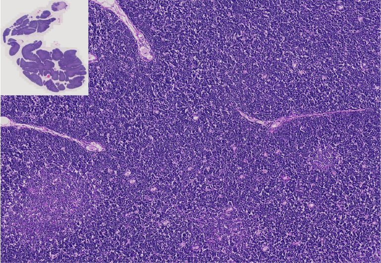 07.Thymus.png
