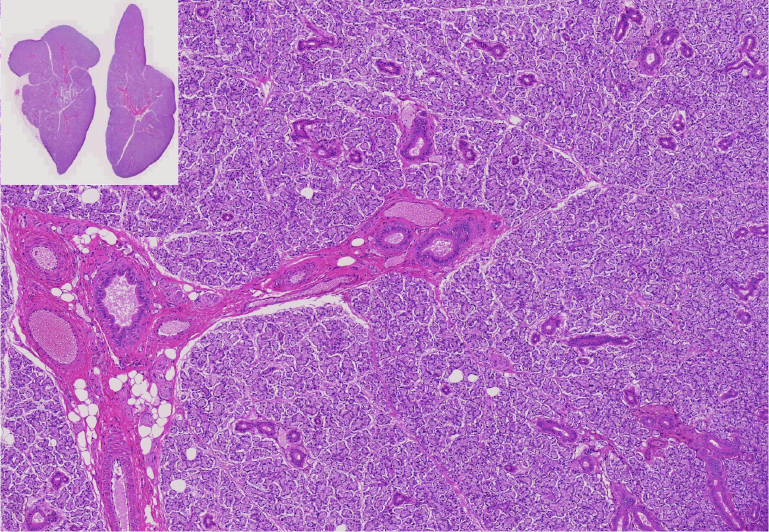 09.Submaxillary gland.png