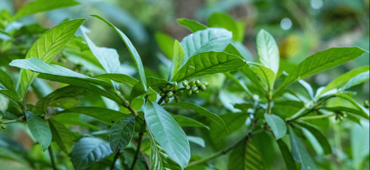 The Benefits and Risks of Ayahuasca — Sayulita Wellness Mushroom Retreat