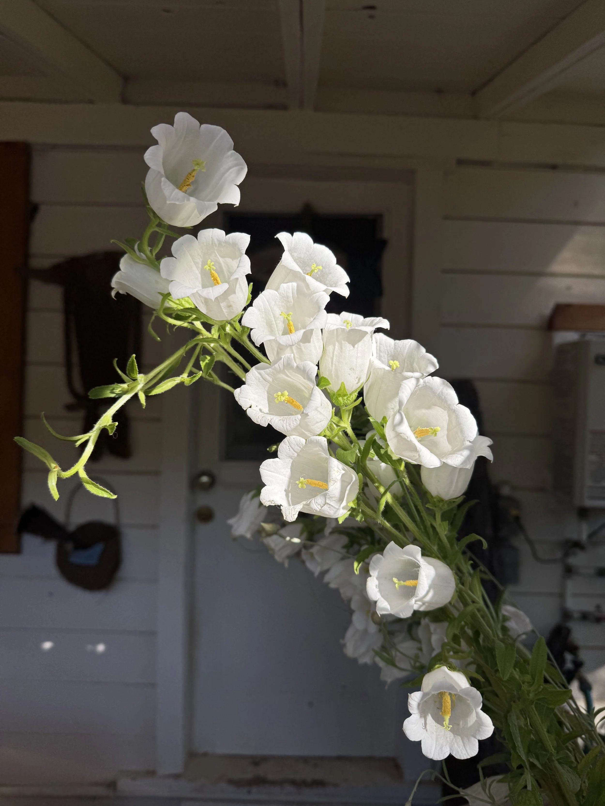 IMG_0299.jpeg