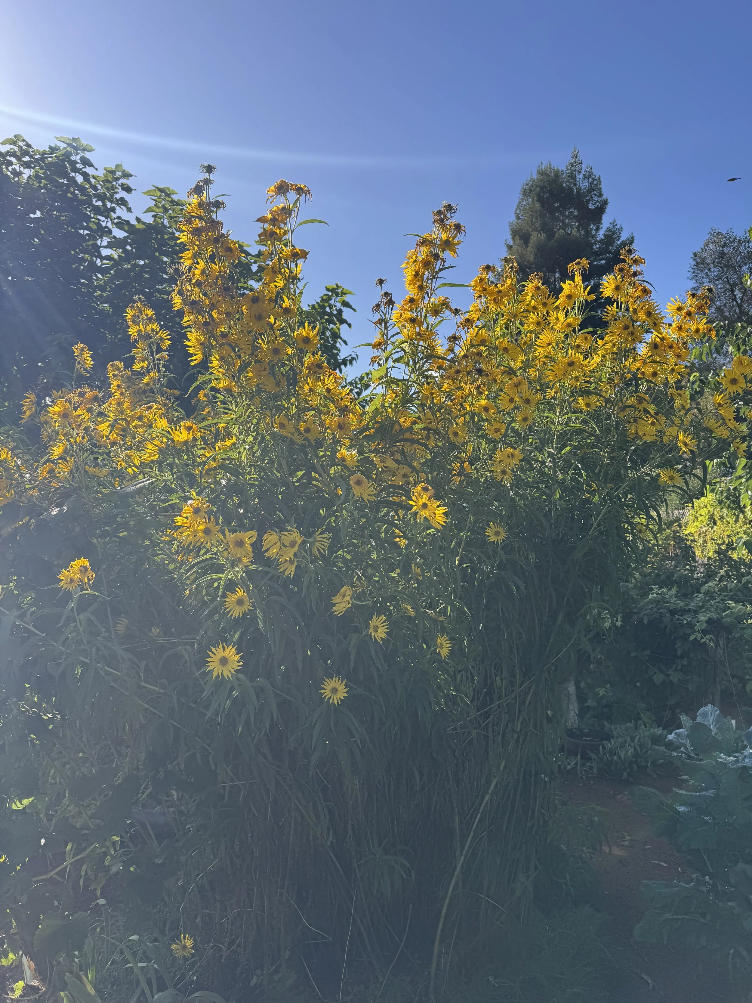 IMG_2044.jpeg