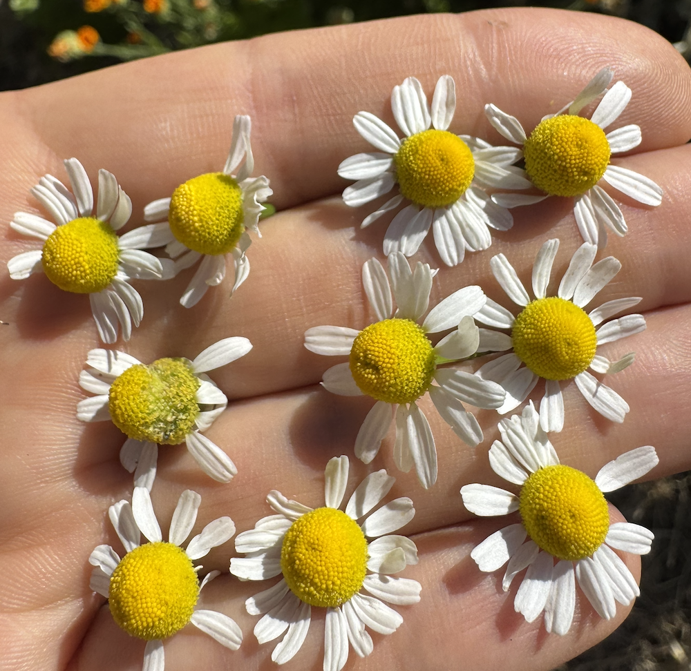 Sun + Lymph & the Dental Connection