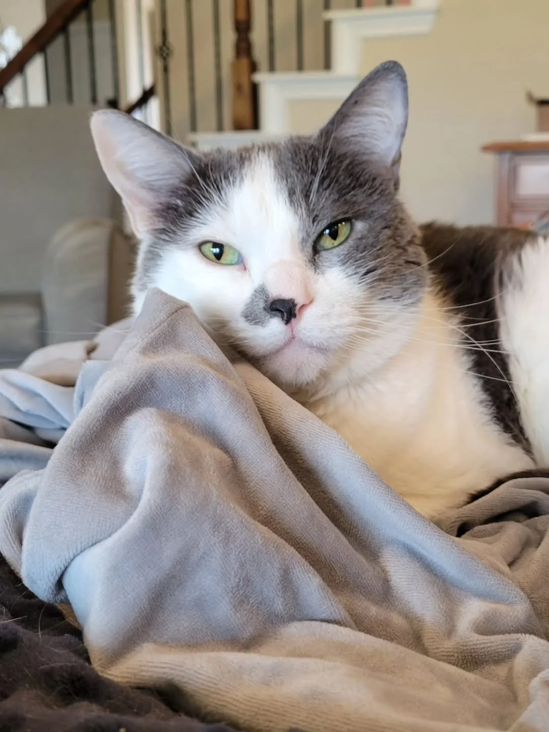 Soft eyes. Soft smile. 😻
#catsofinstagram #catappreciation #catlife #catlovers #catoftheday