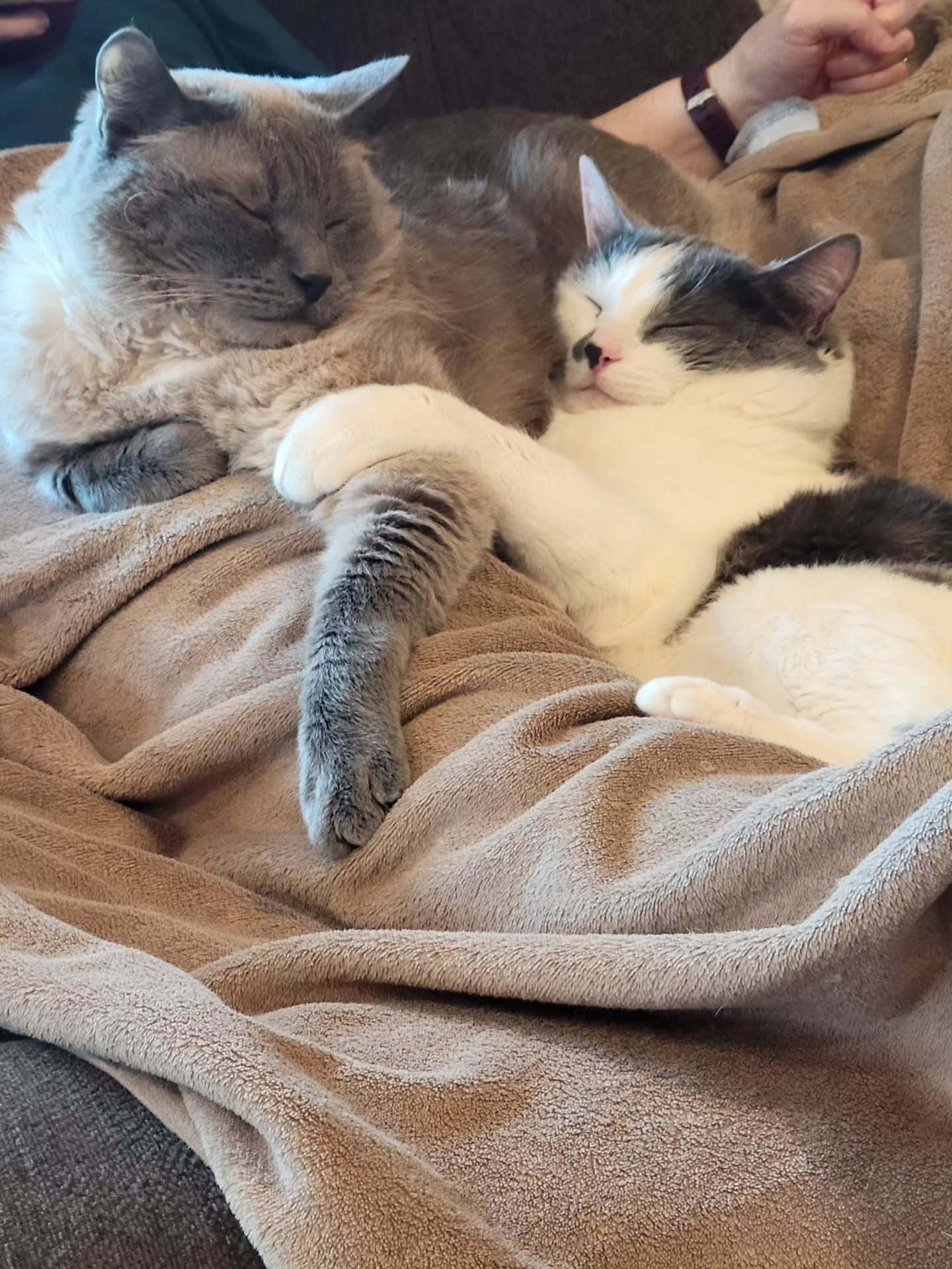 Happy Caturday.

#catsofinstagram #catappreciation #brotherlylove #catlovers #catlife #cats_of_instagram #catsnuggles