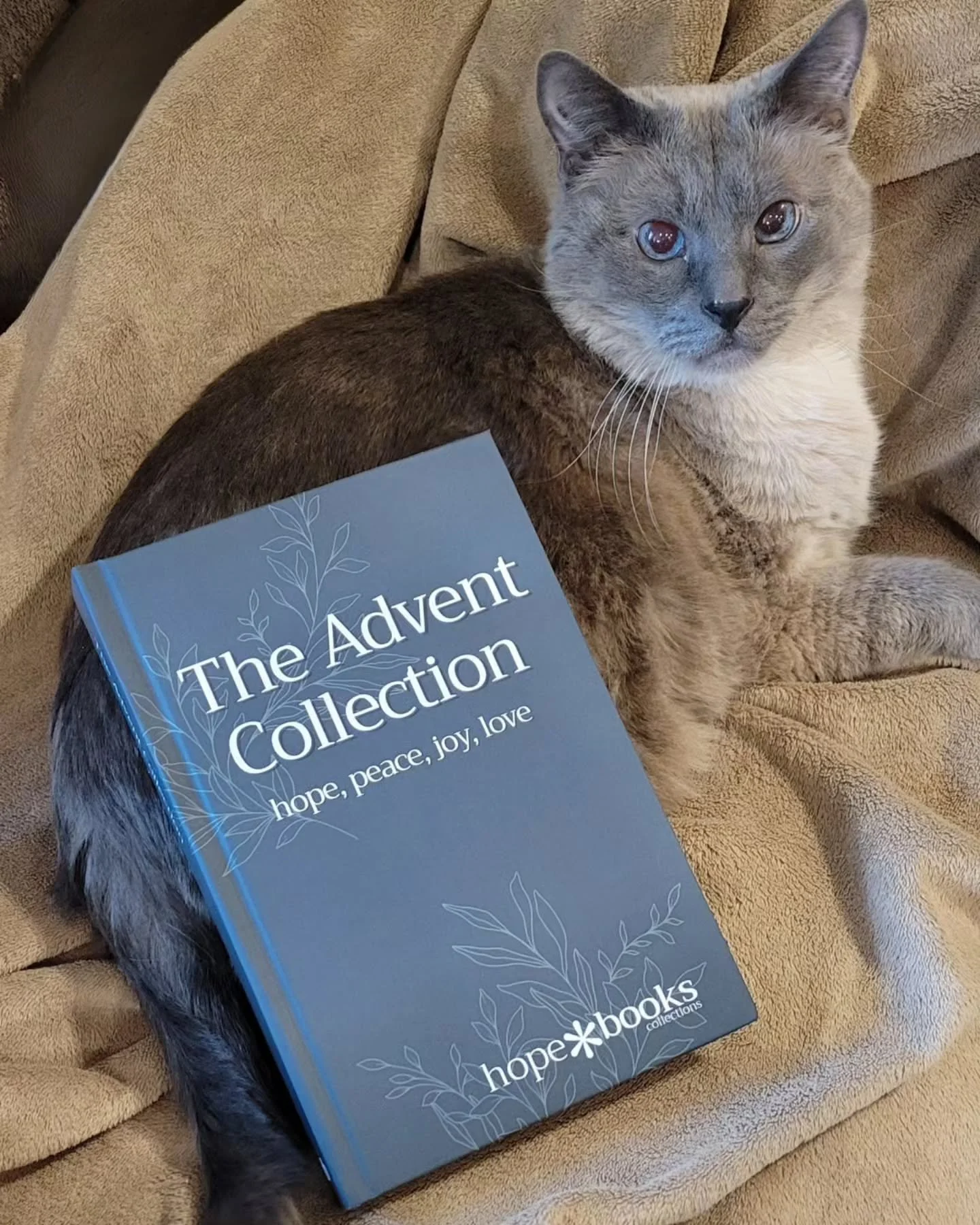The Advent Collection is available now! 

I chose to write on Peace. And the day I was settling in to write, Charlie Kirk was killed. And the world felt even more disjointed than it was before. I didn't know if I could write on something that felt so