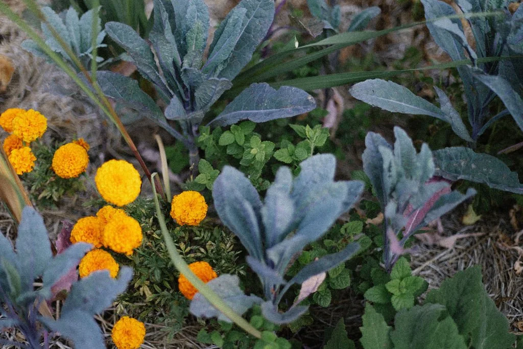 Forest Gardens Blog Coming Soon 