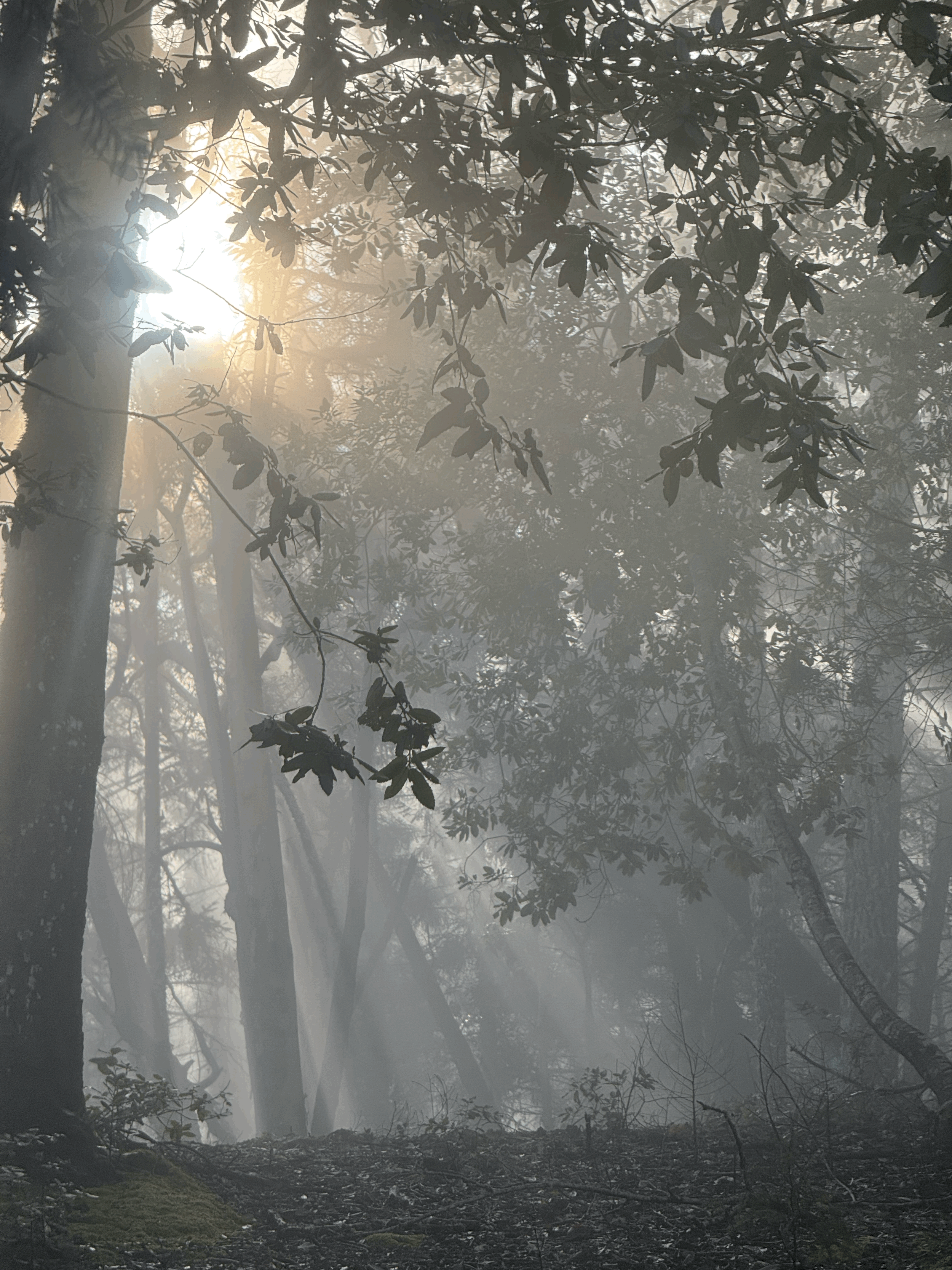 Forest, Clay, and the Currency of Care 