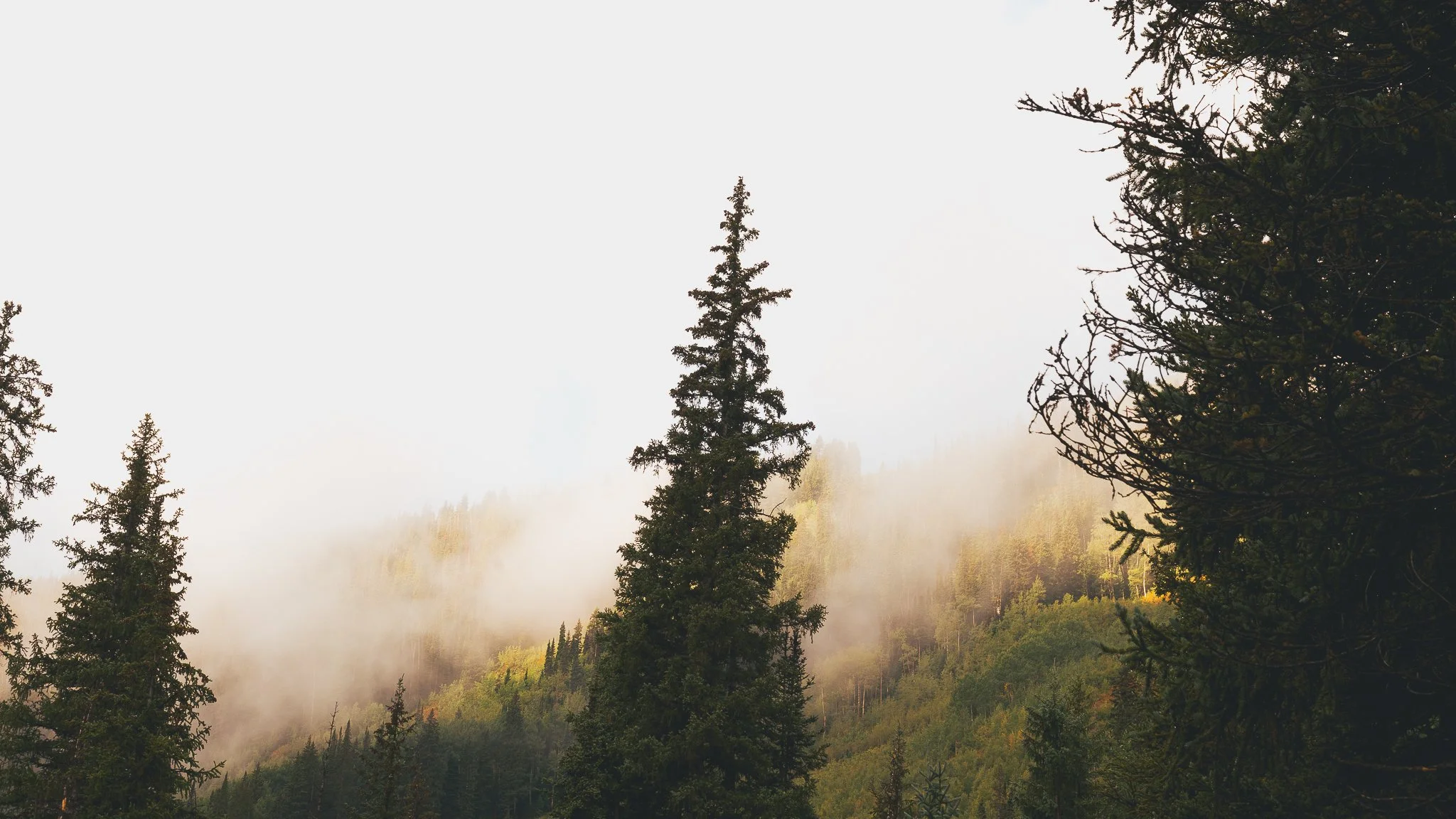 Misty alpine forest in Crested Butte, Colorado with evergreen trees and golden morning light on a mountain hillside.